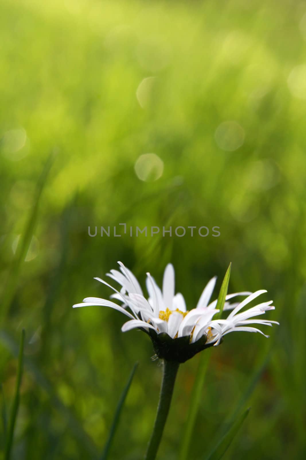 Single daisy in the grass, copy space in the blurry background
