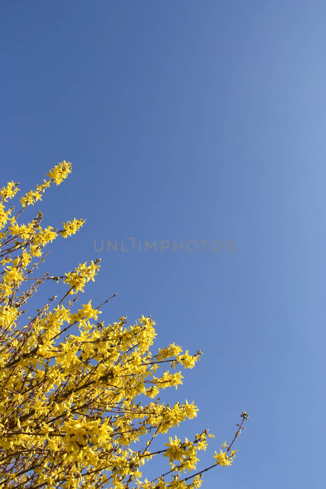 Forsythia over a shaded blue sky (vertical)