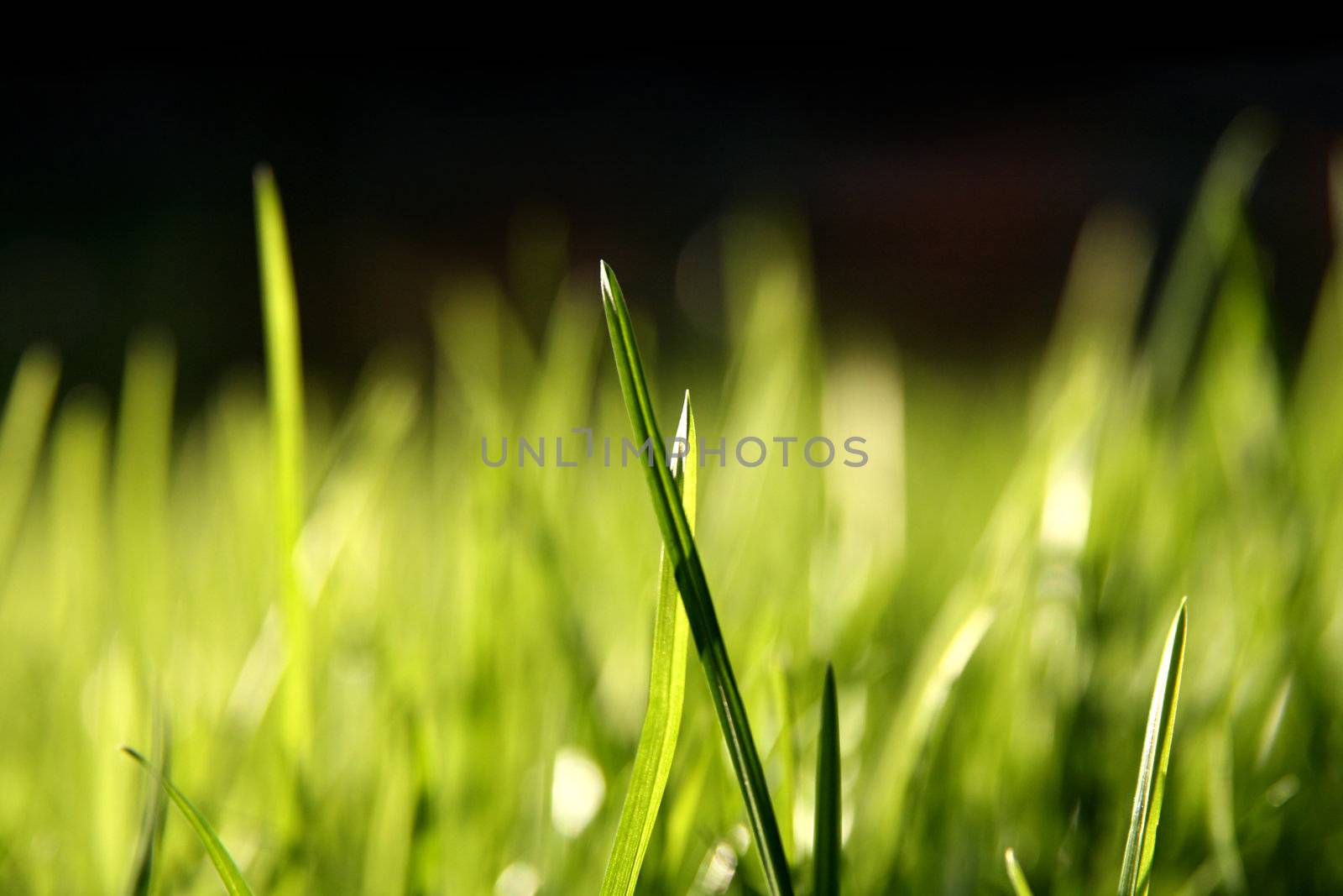 Grass blades, 100% black on top