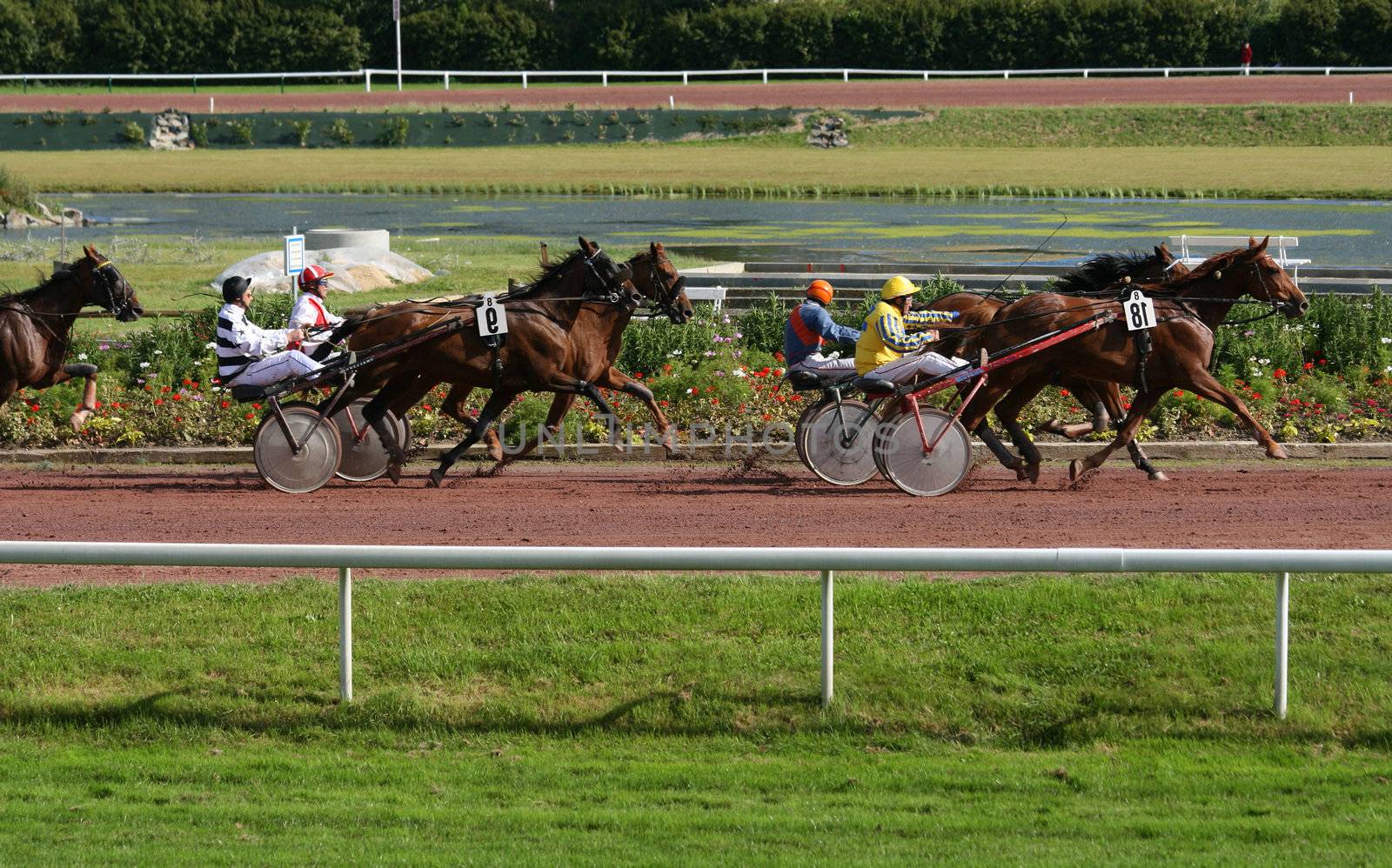 Harness racers, sulky horses and drivers 
