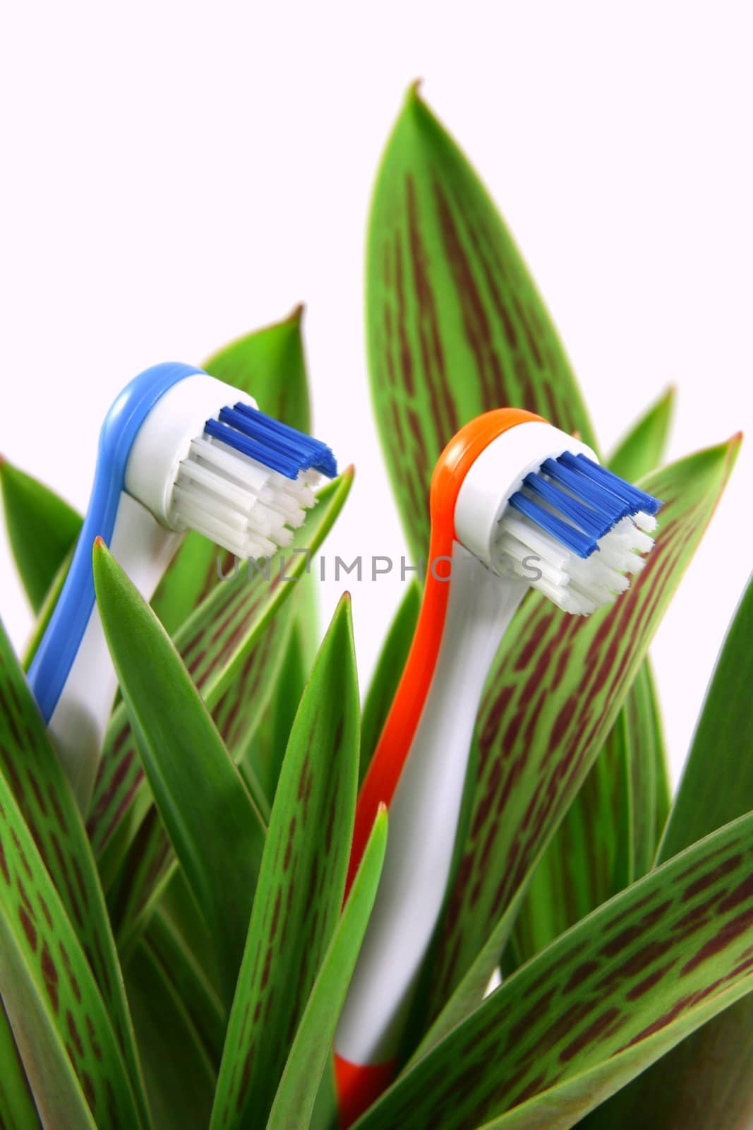 Toothbrushes growing like flowers, over white (vertical), clipping path included