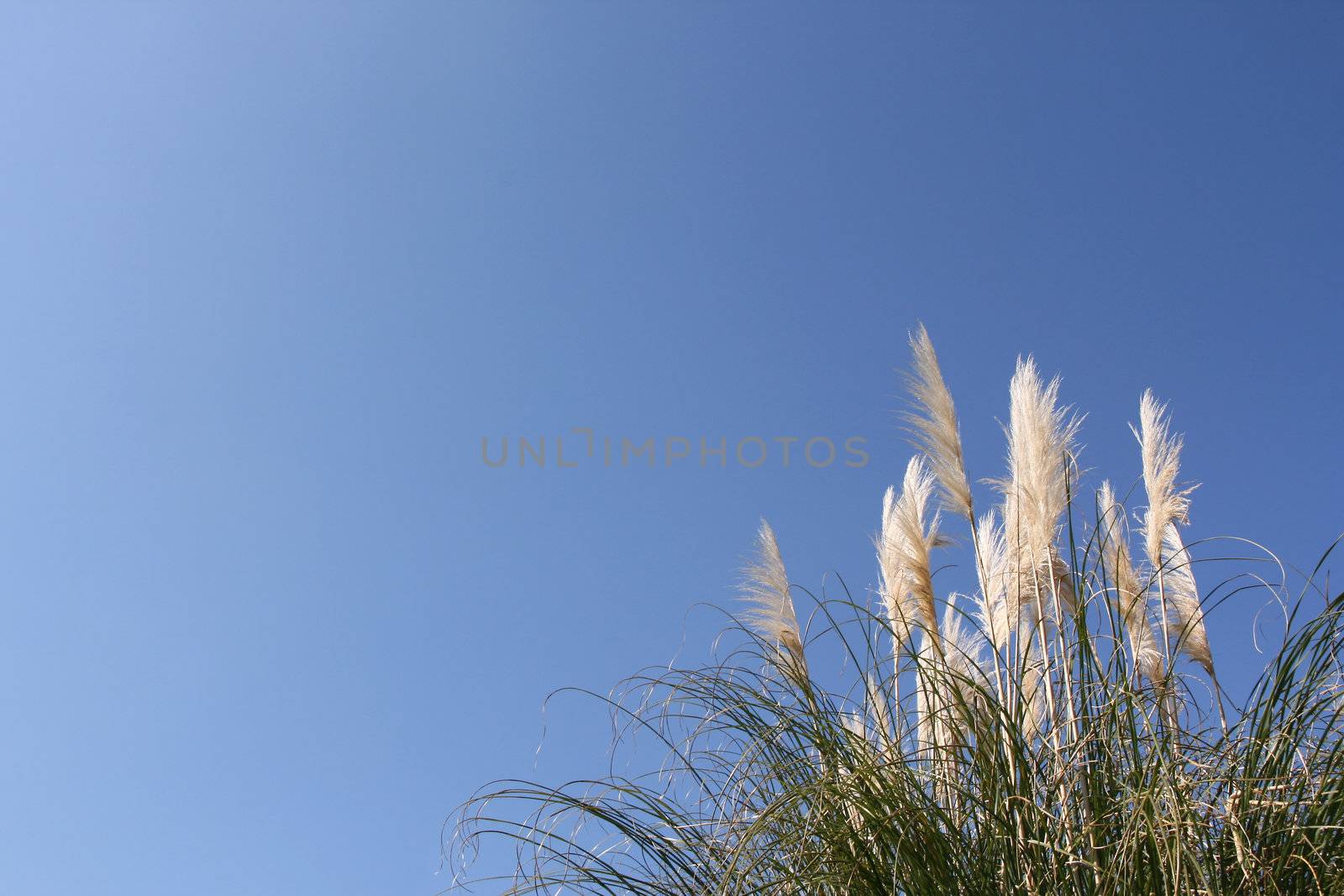 Pampas grass (Cortaderia selloana) over a shaded blue sky (horizontal)