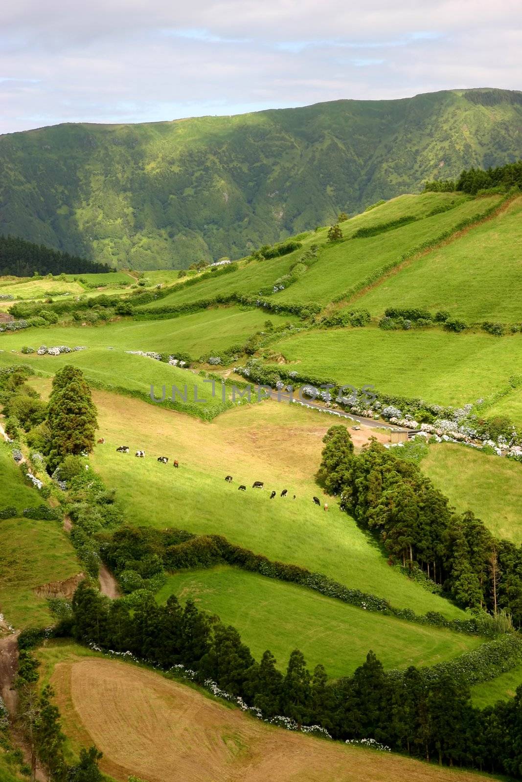 azores fields from above