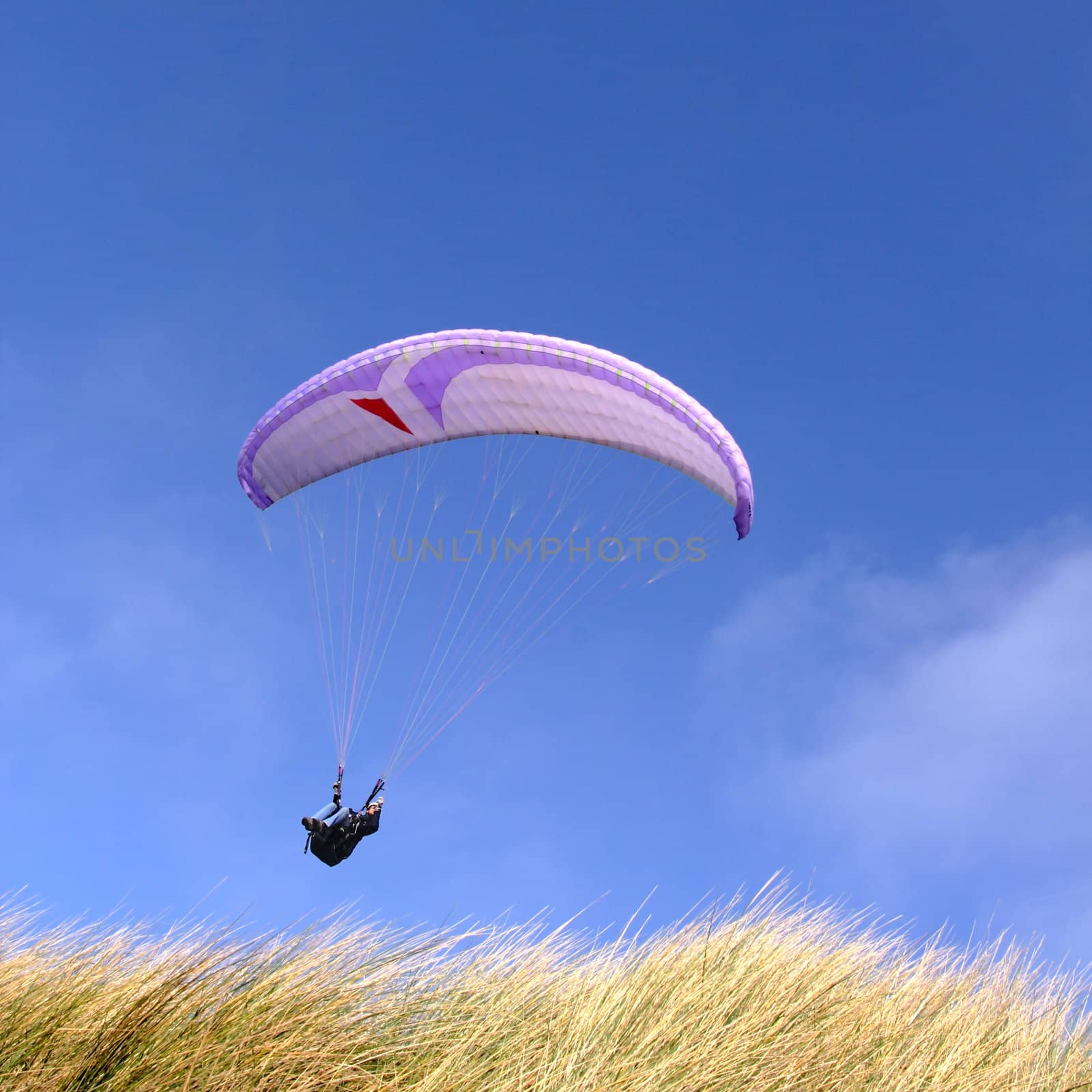Purple paraglider passing over grass (vertical)