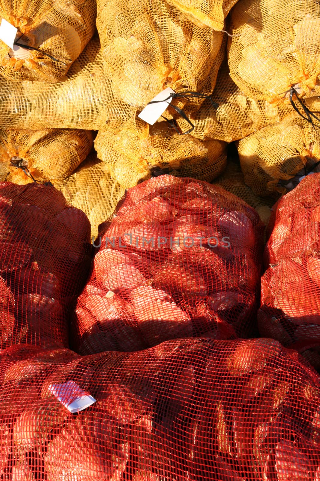 Scallop shells in nets