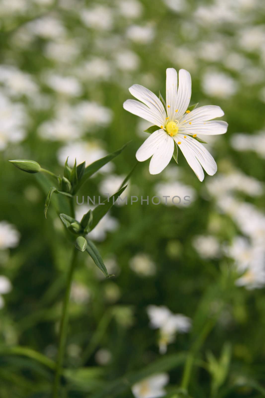 Stellaria holostea, small spring flower in the country side.