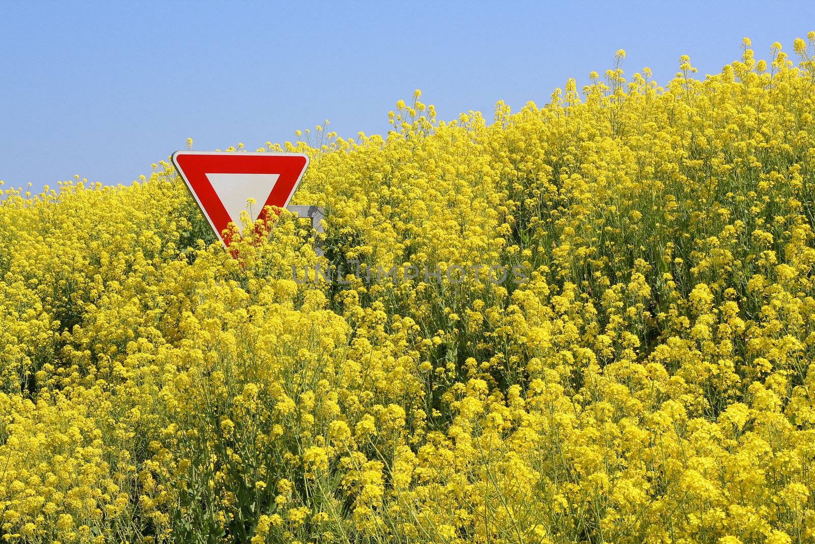 Overflowing rape field in Brittany, immersing a stop sign
