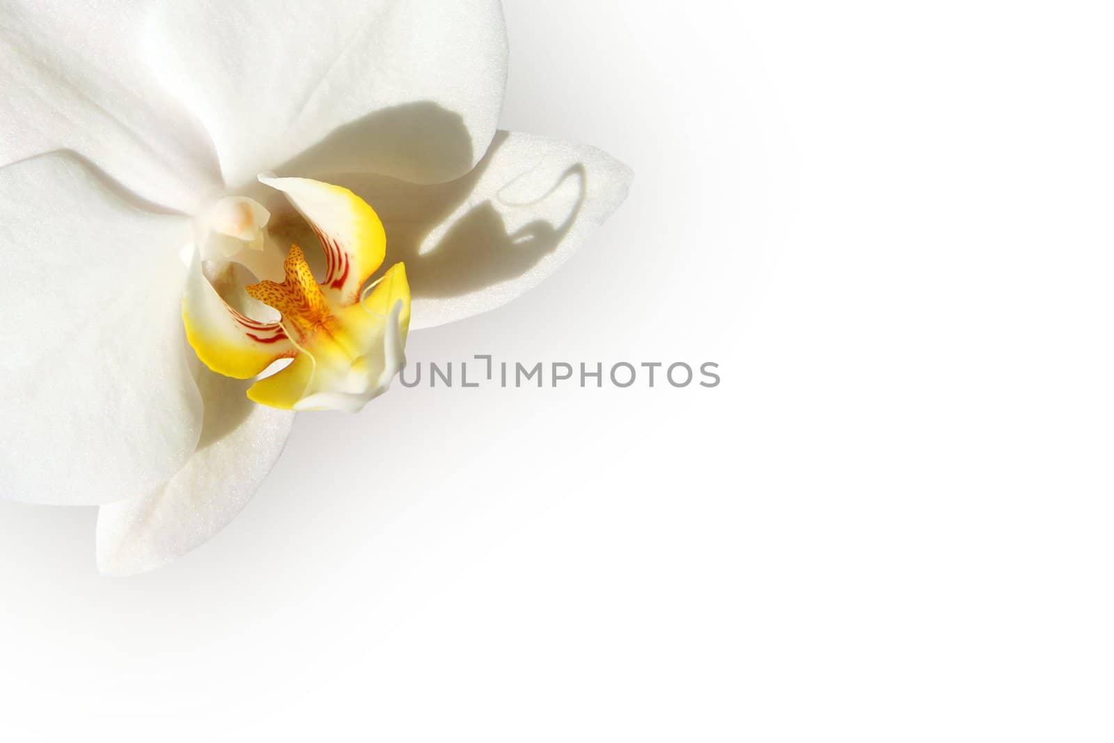 White orchid isolated on a white background