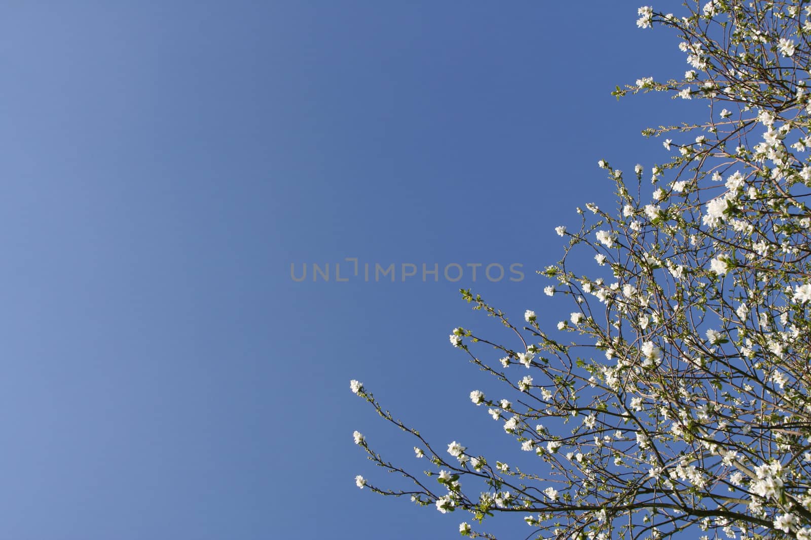Shrub with white flowers over a shaded blue sky (horizontal)