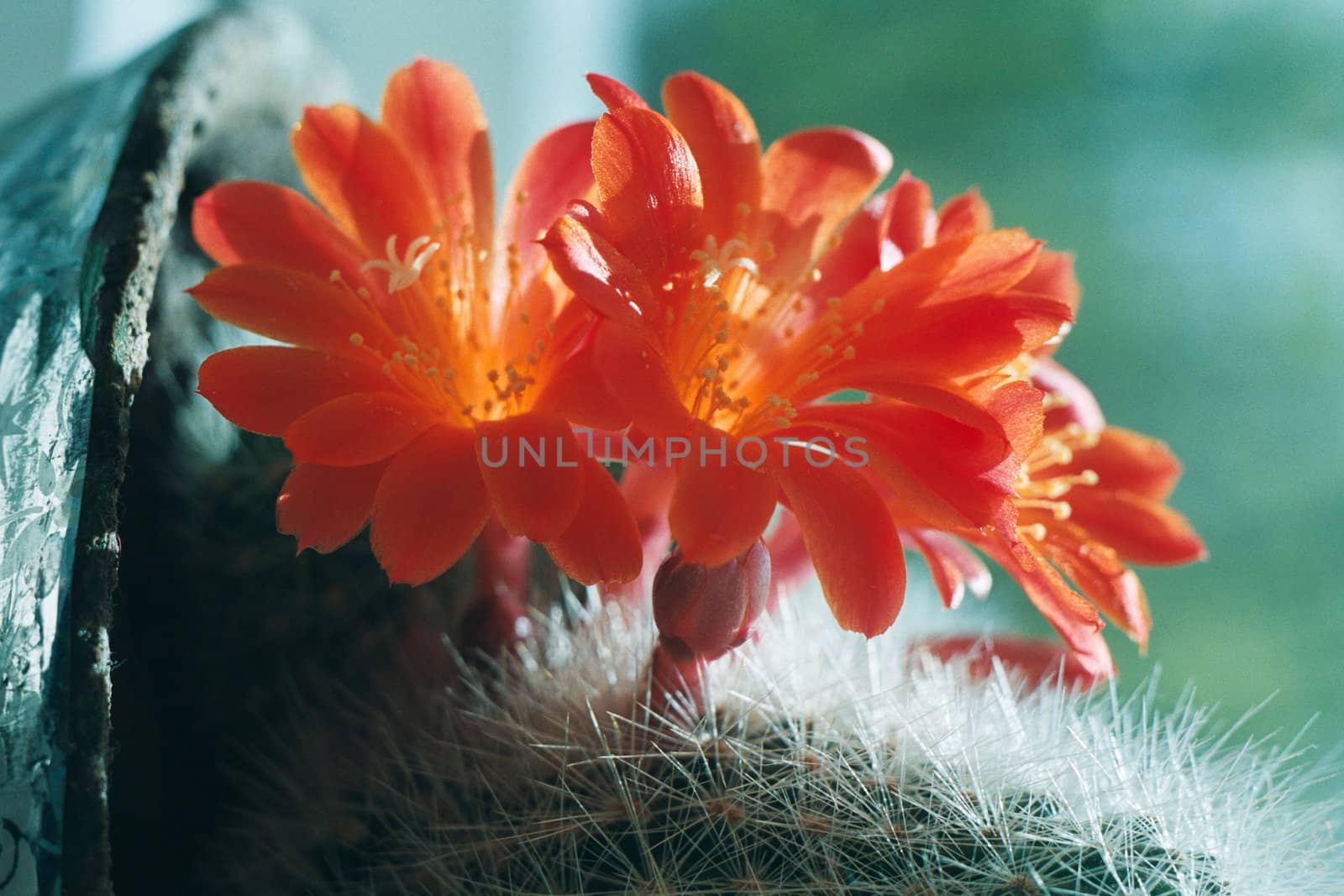 Small red bouquet on a green background. 