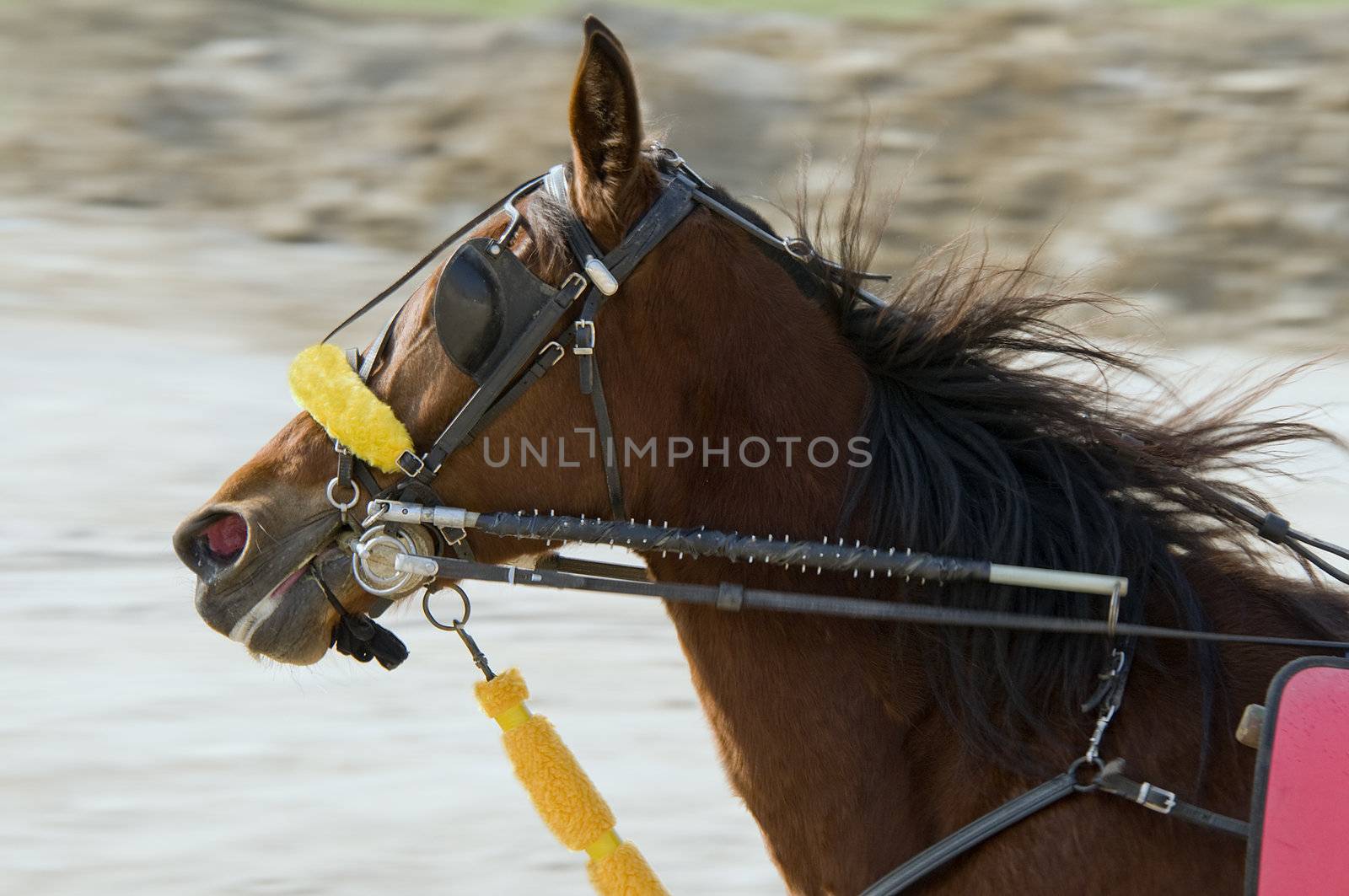 Riding horse in harness racing 