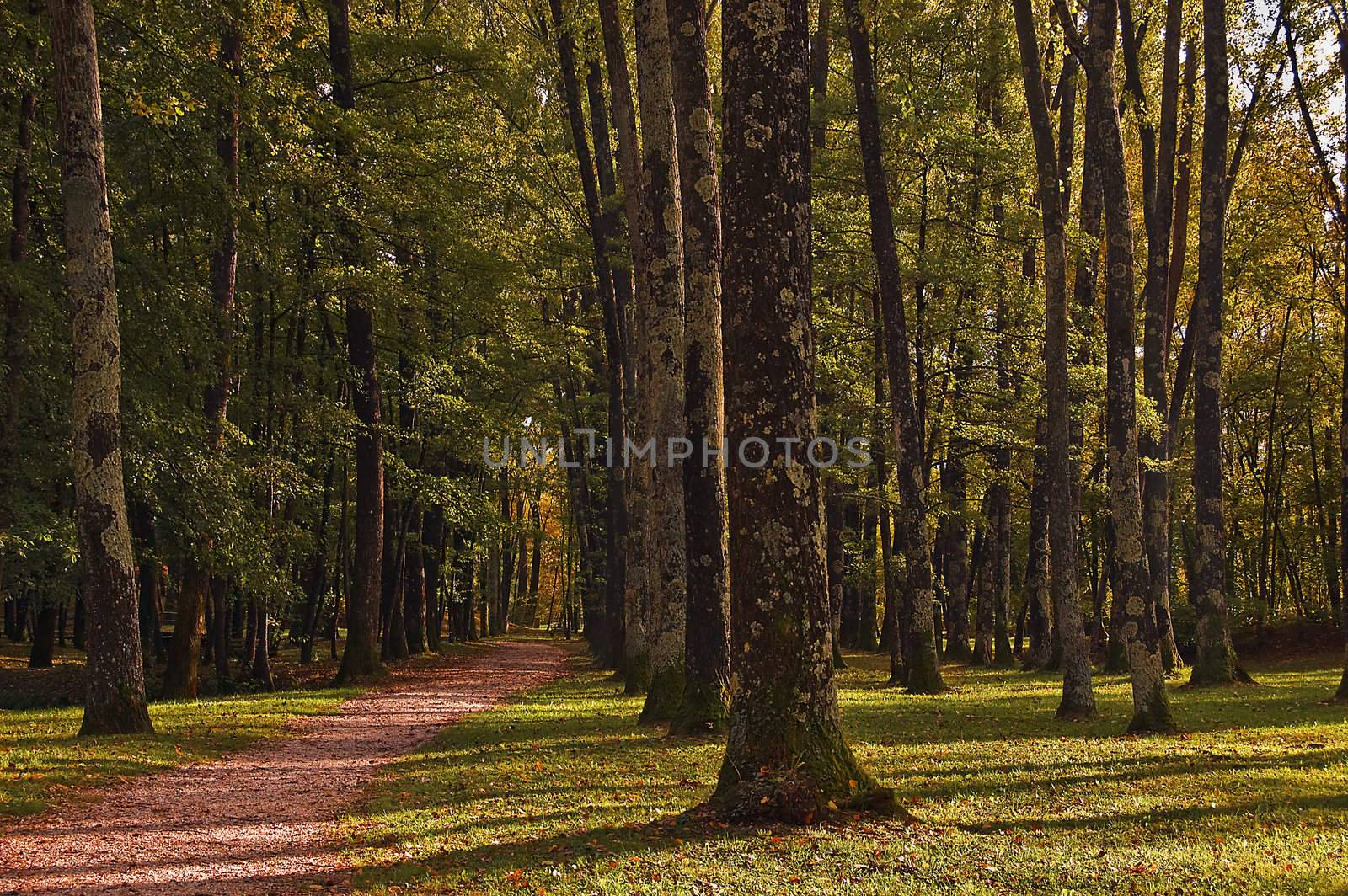 Path in the wood by lebanmax