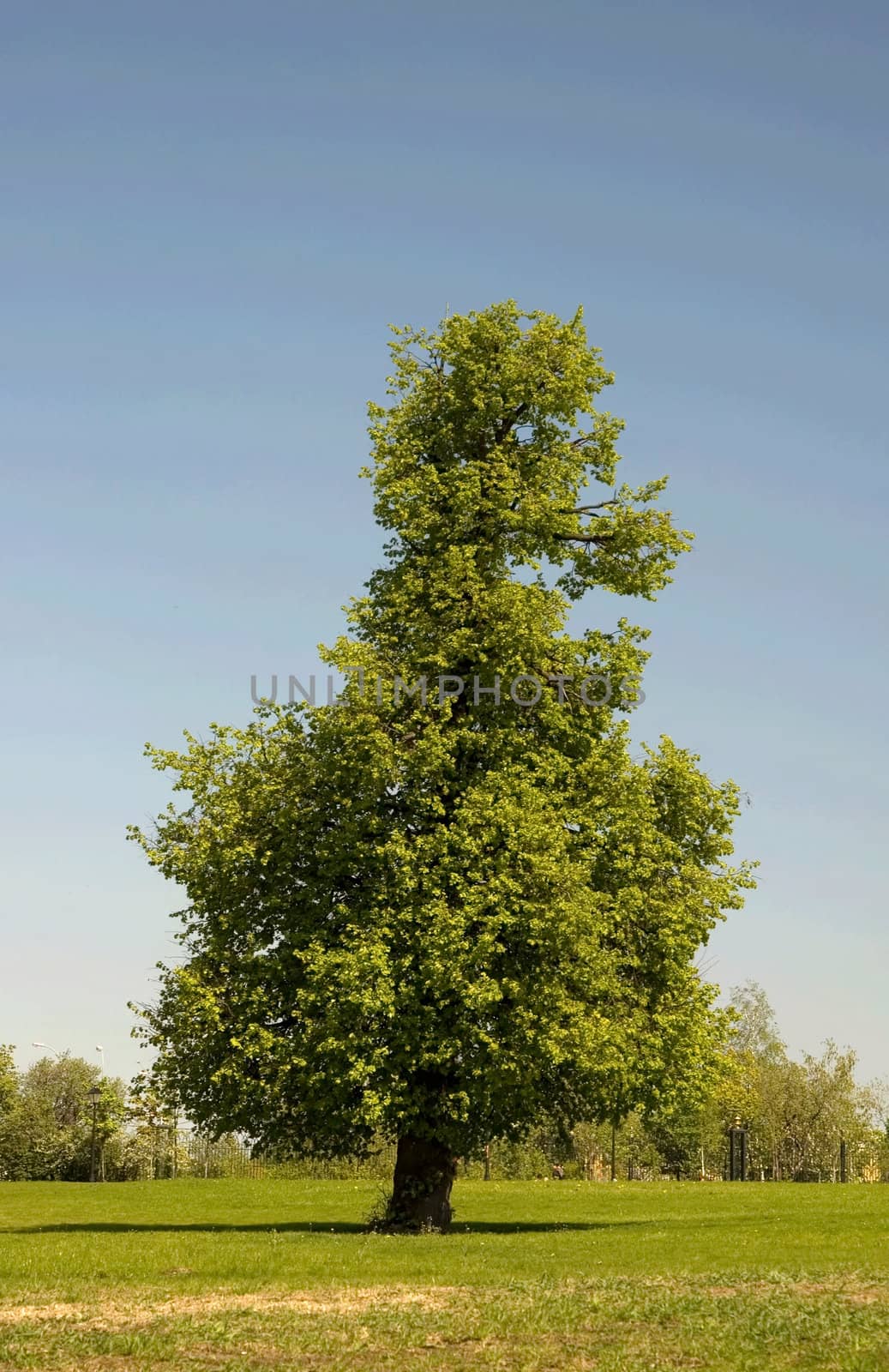 The single tree on a background of the blue sky