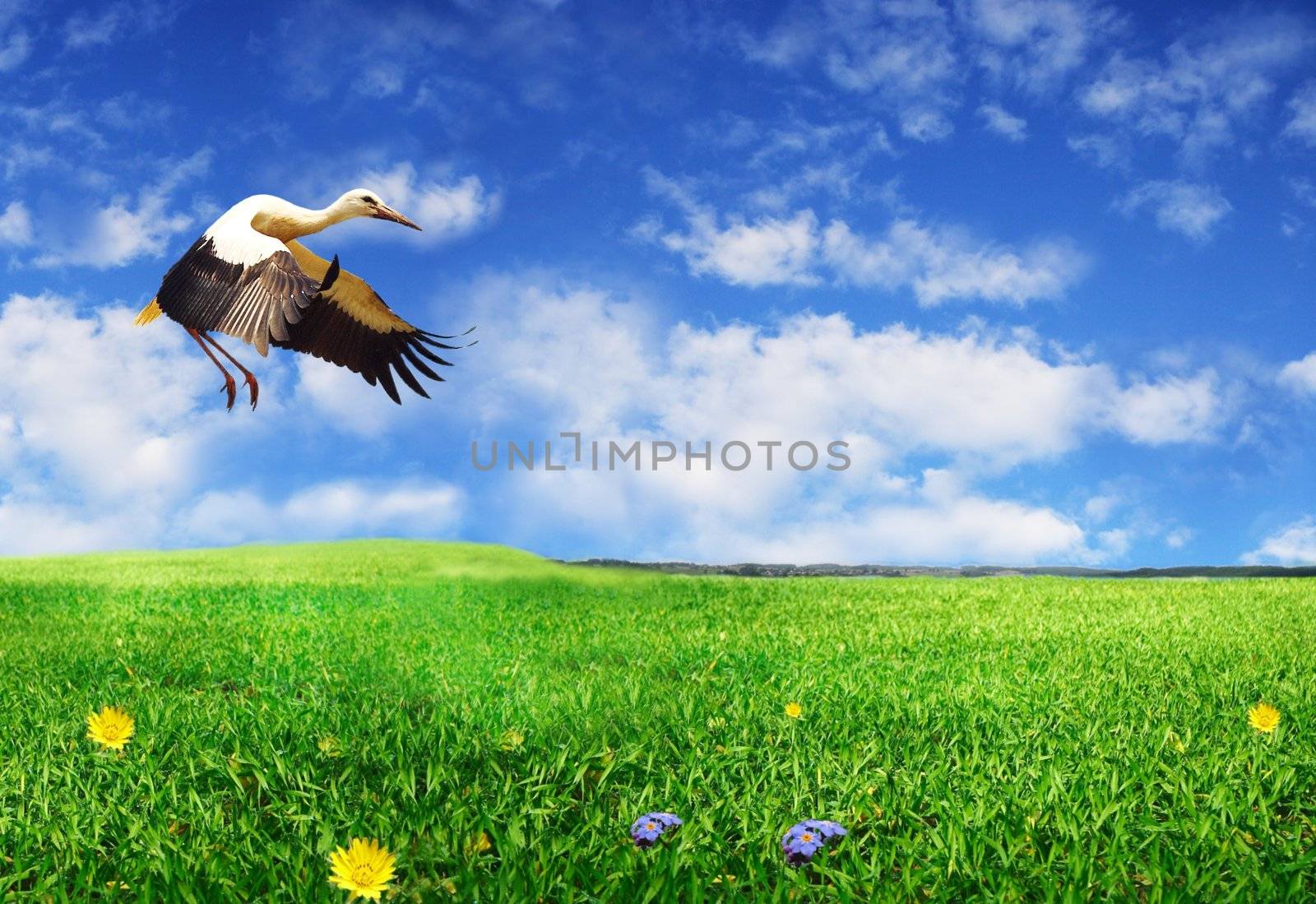 the photo of landing stork on meadow on background of sky