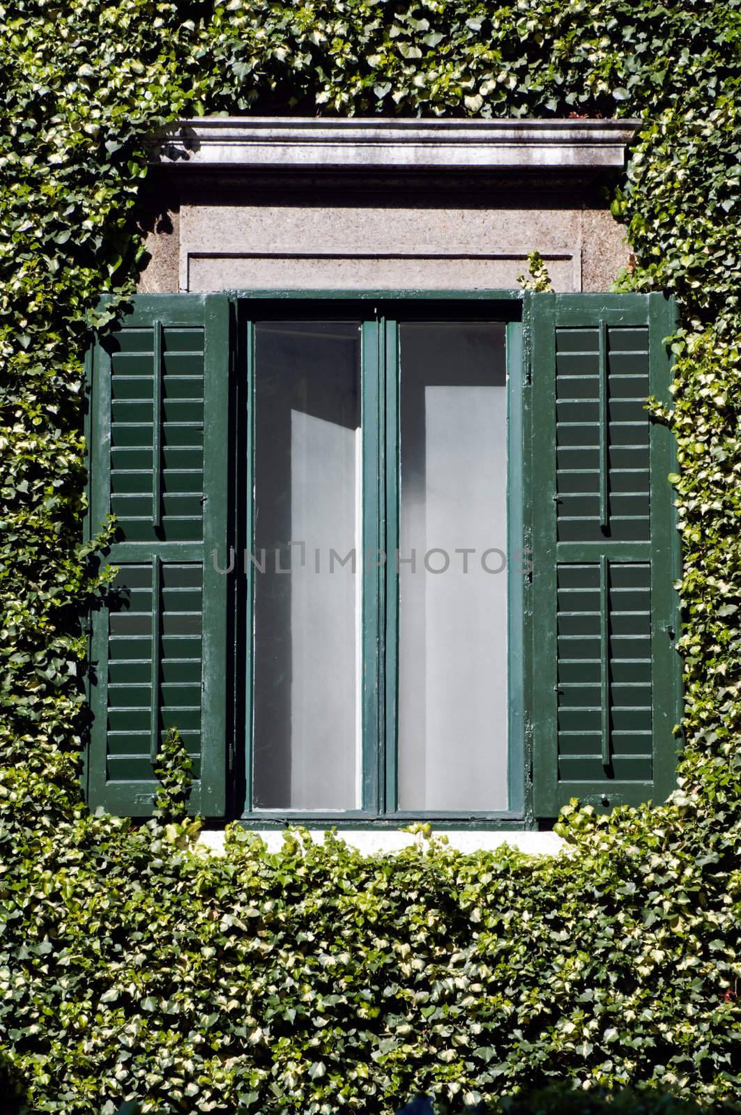 Open green window surrounded by climber ivy
