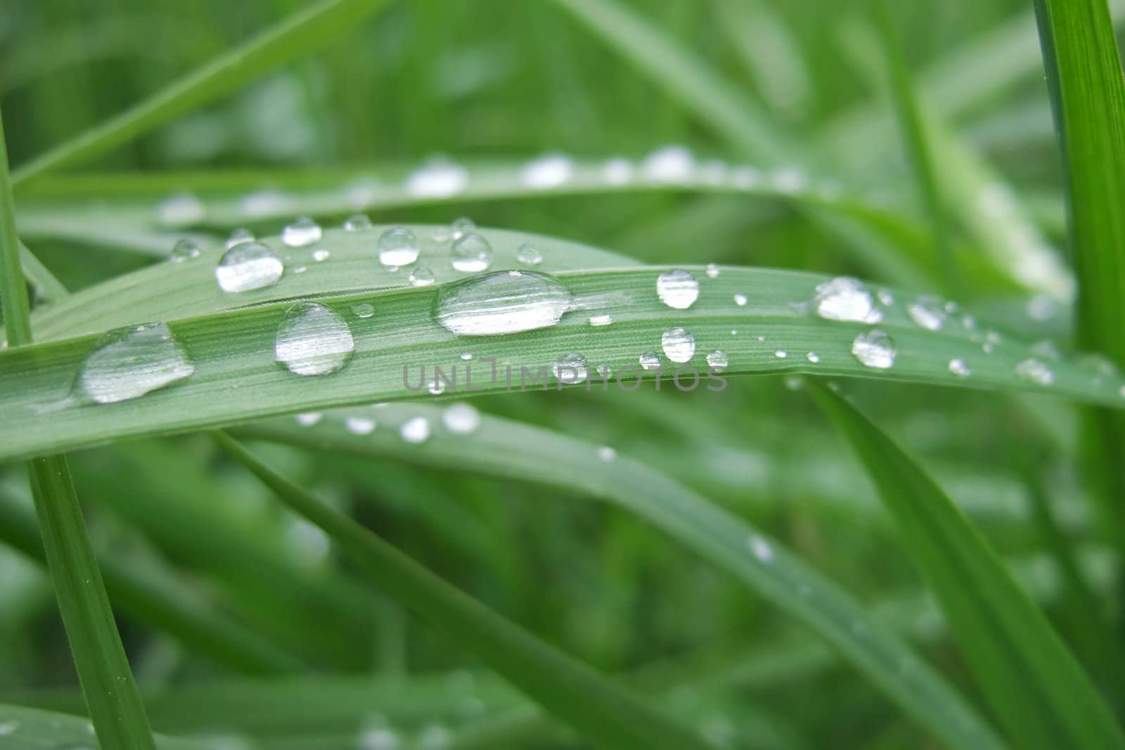 Fresh green grass with water drops in the morning