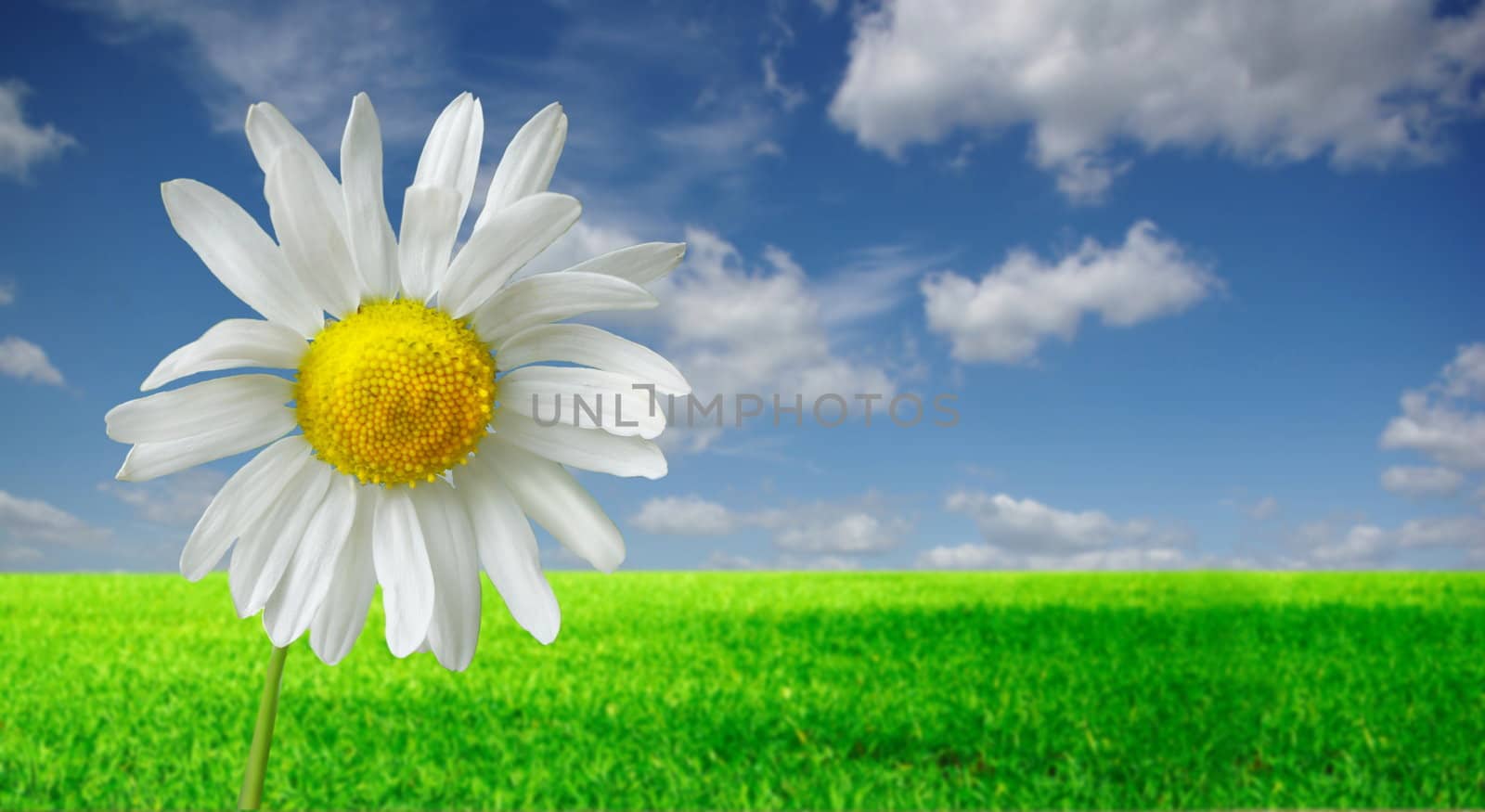 photo of flower on background of green meadow