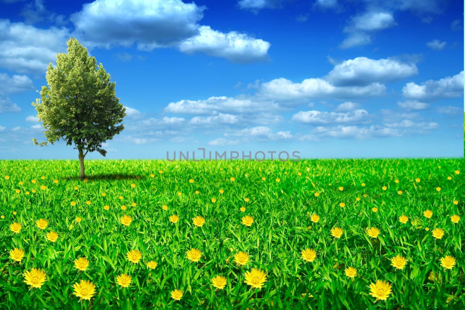 the lonely tree on green flowery meadow on background of sky