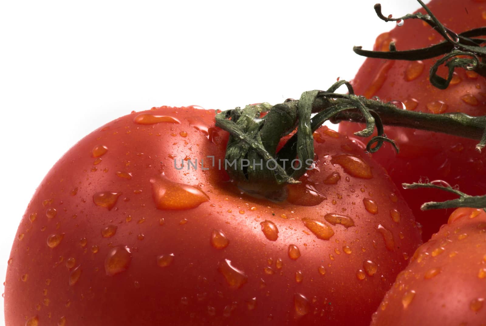 tomatos by Lukrecja