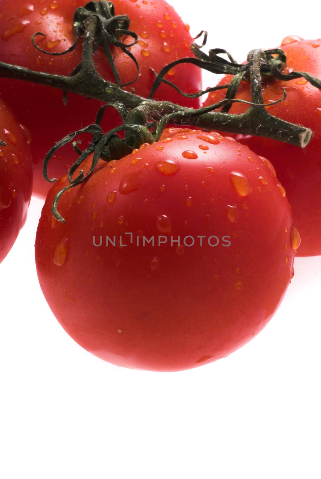 tomatos by Lukrecja