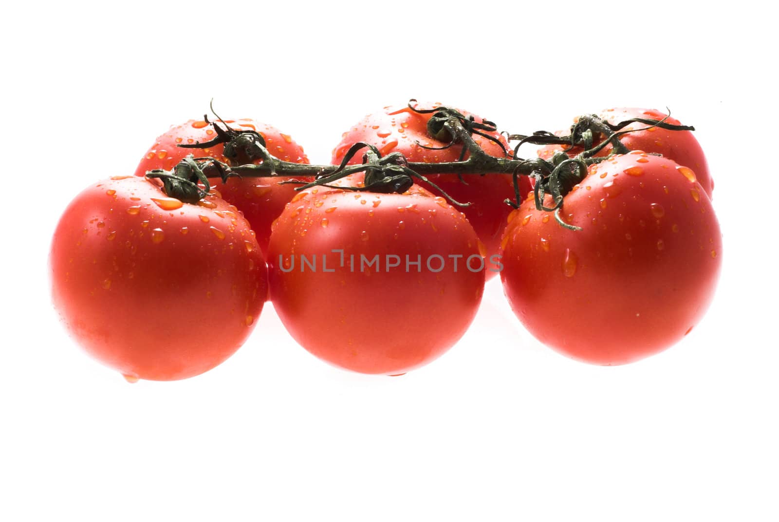 tomatos by Lukrecja