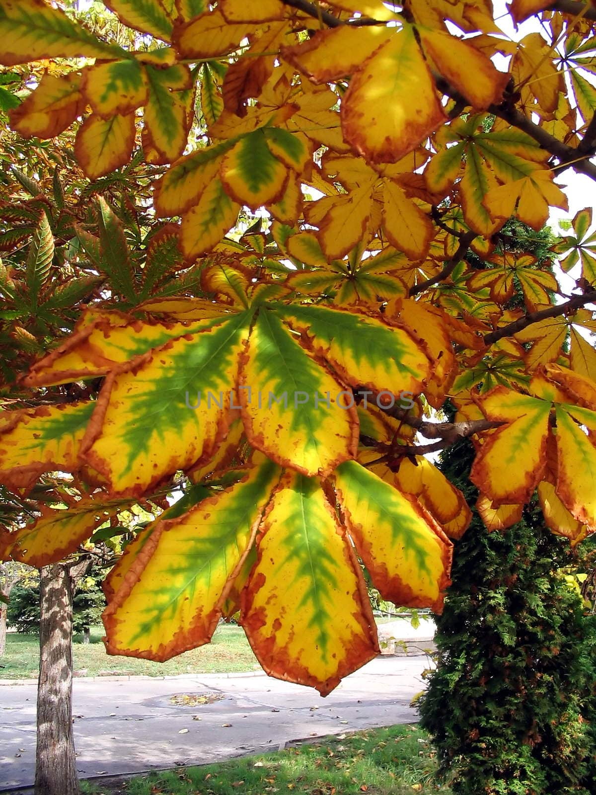 The Autumn leaves of chestnut