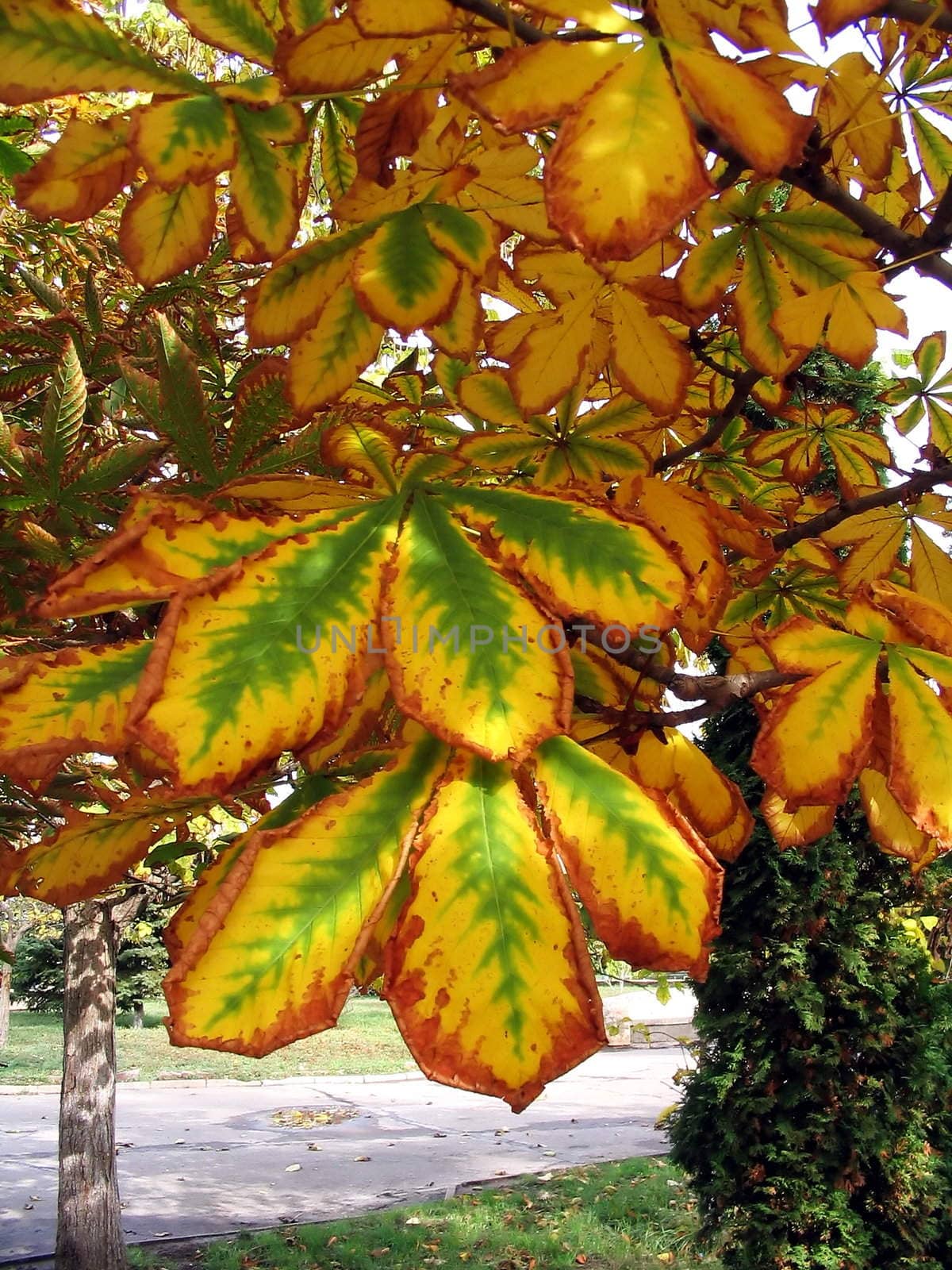 Leaves of chestnut by ichip