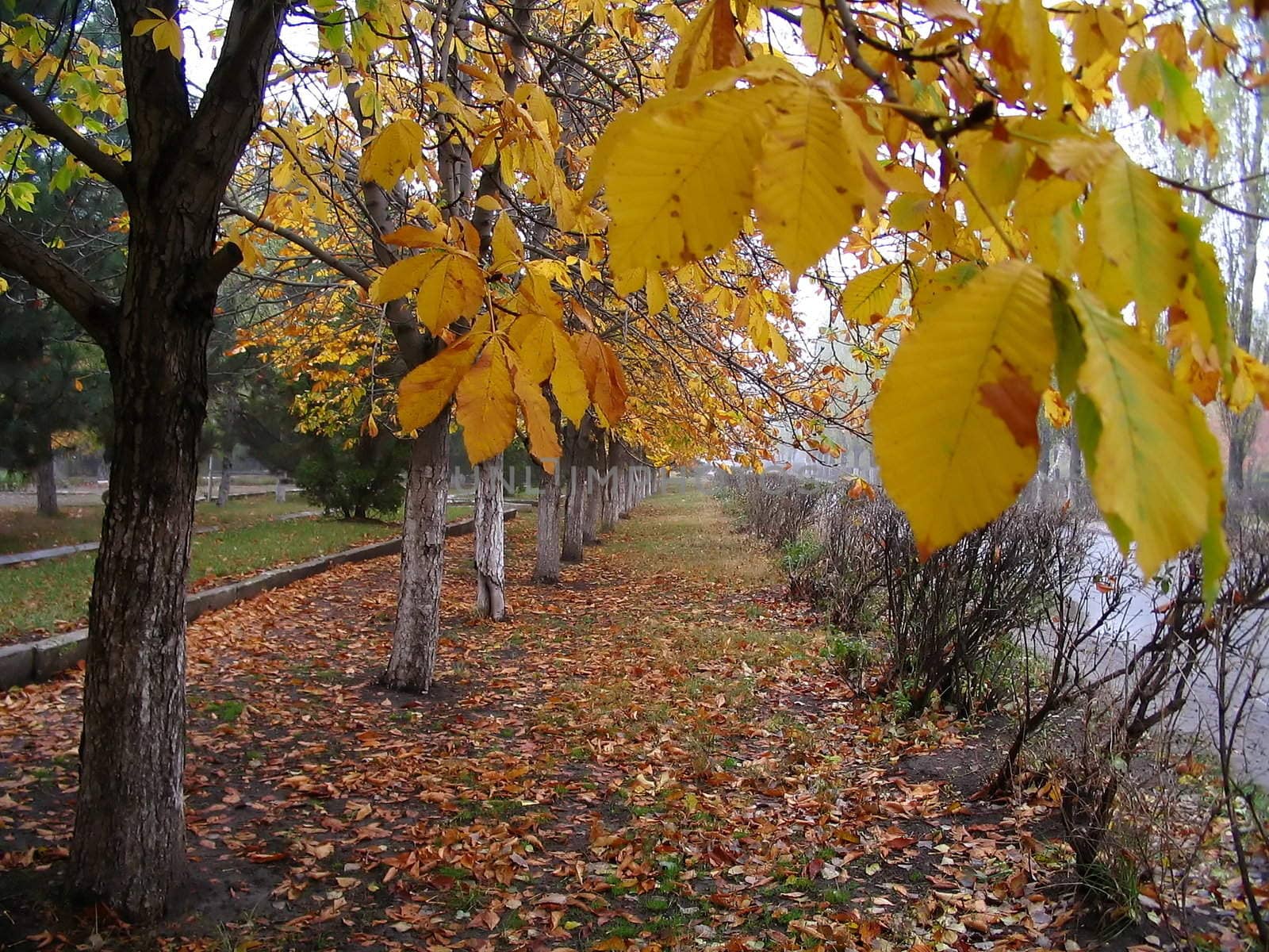 Autumn tree in park