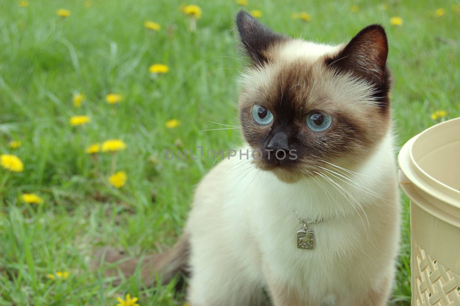 siamese cat on dandelion background near bascket