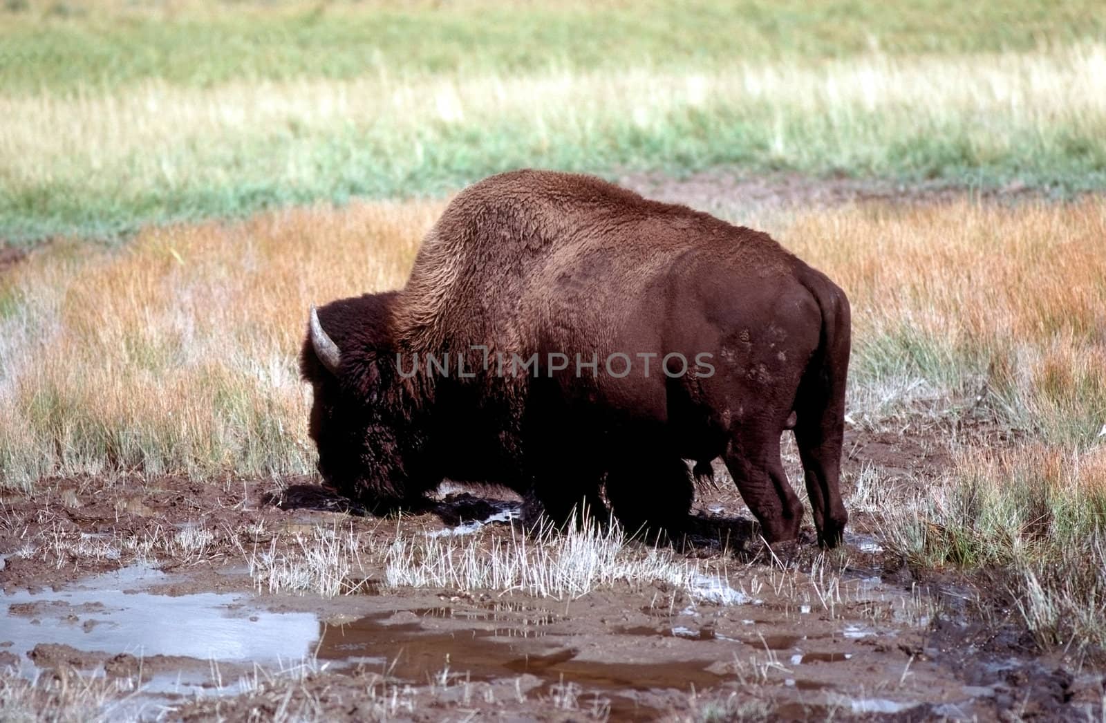 Bison in Wyoming