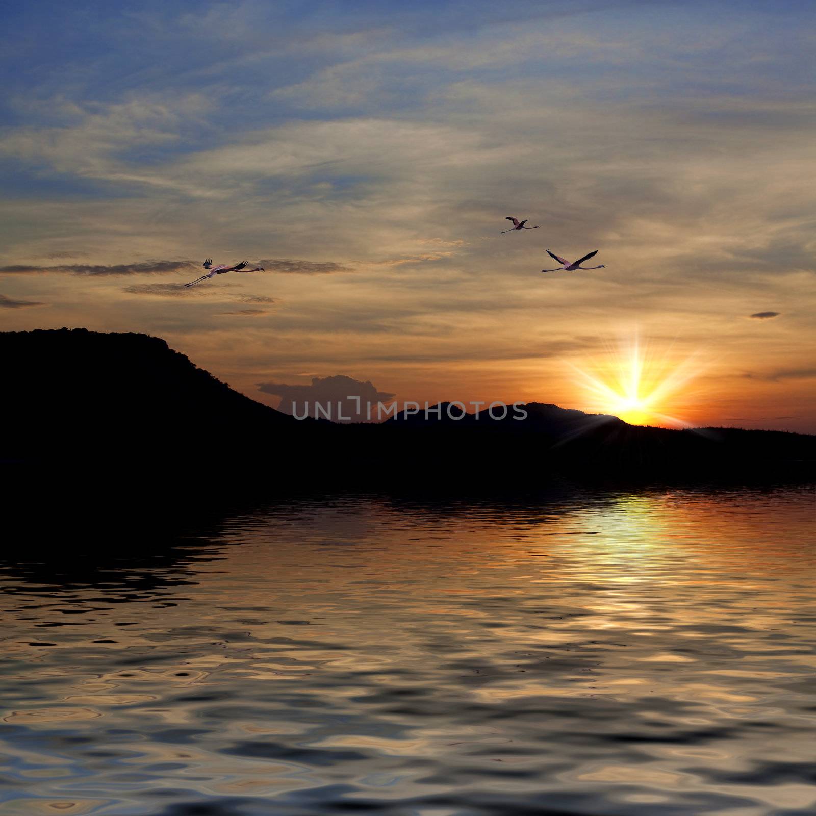 Flamingos flying in the sunset over the beautiful Lake Gotomeere..