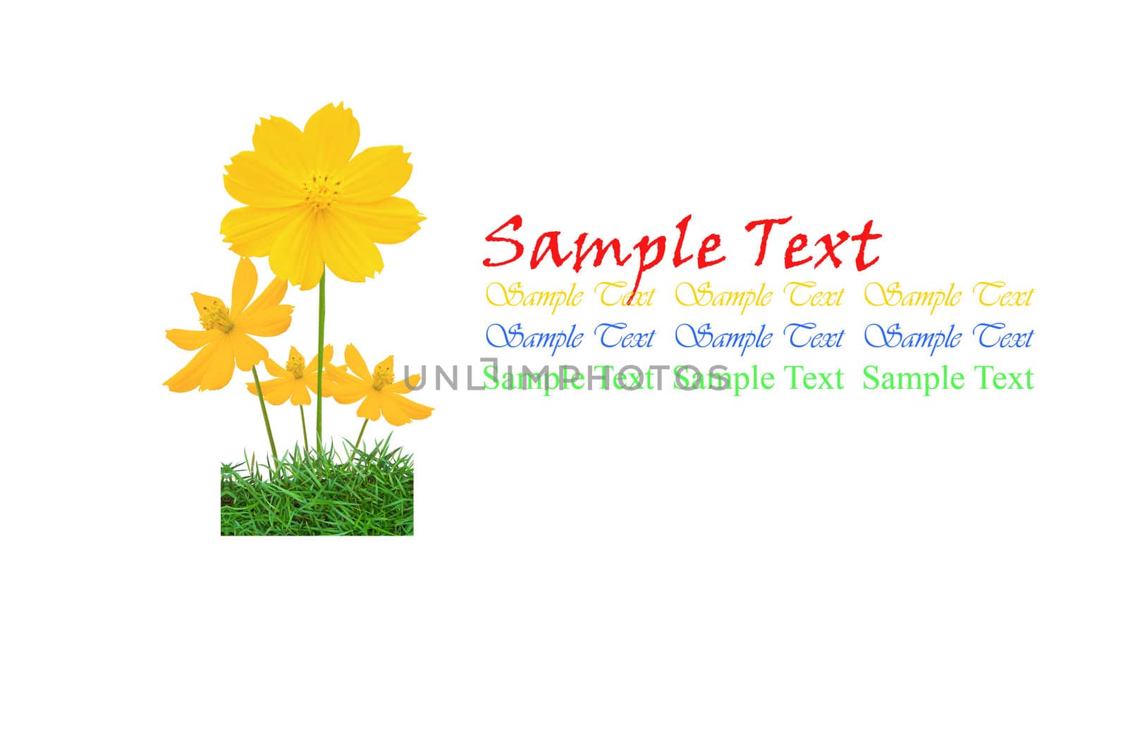 Beautiful yellow flower (Cosmos) and fresh spring green grass isolated on white background with copy space by hinnamsaisuy