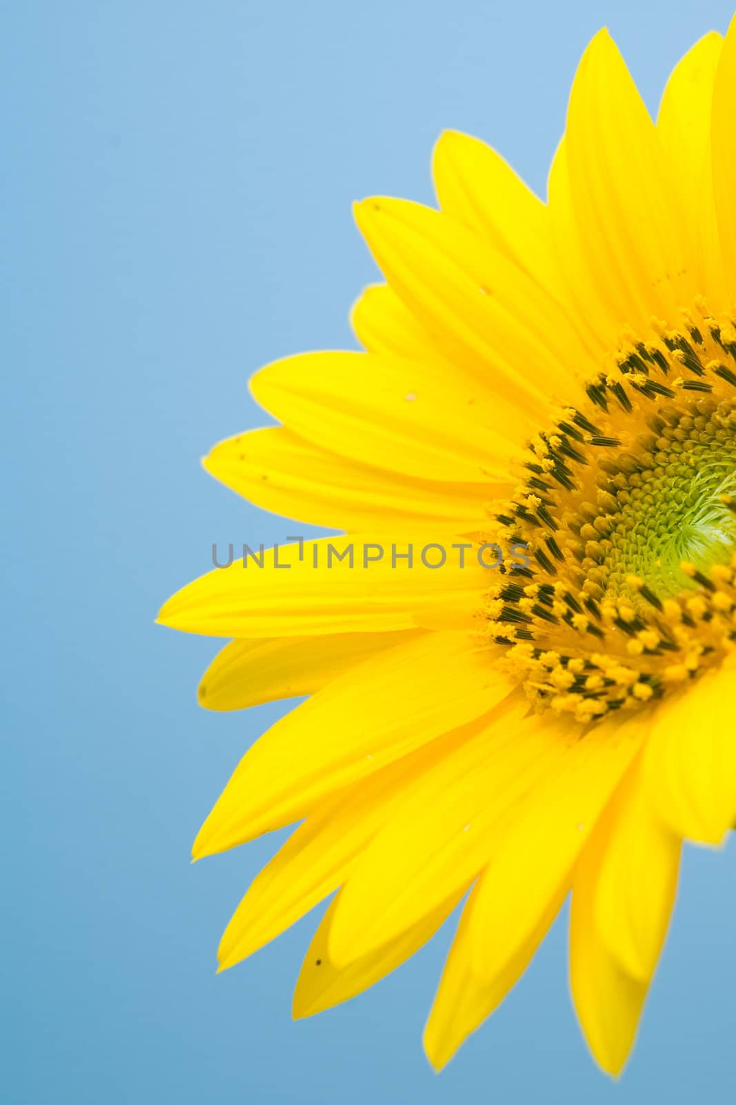 Sunflower Blossom by Luminis