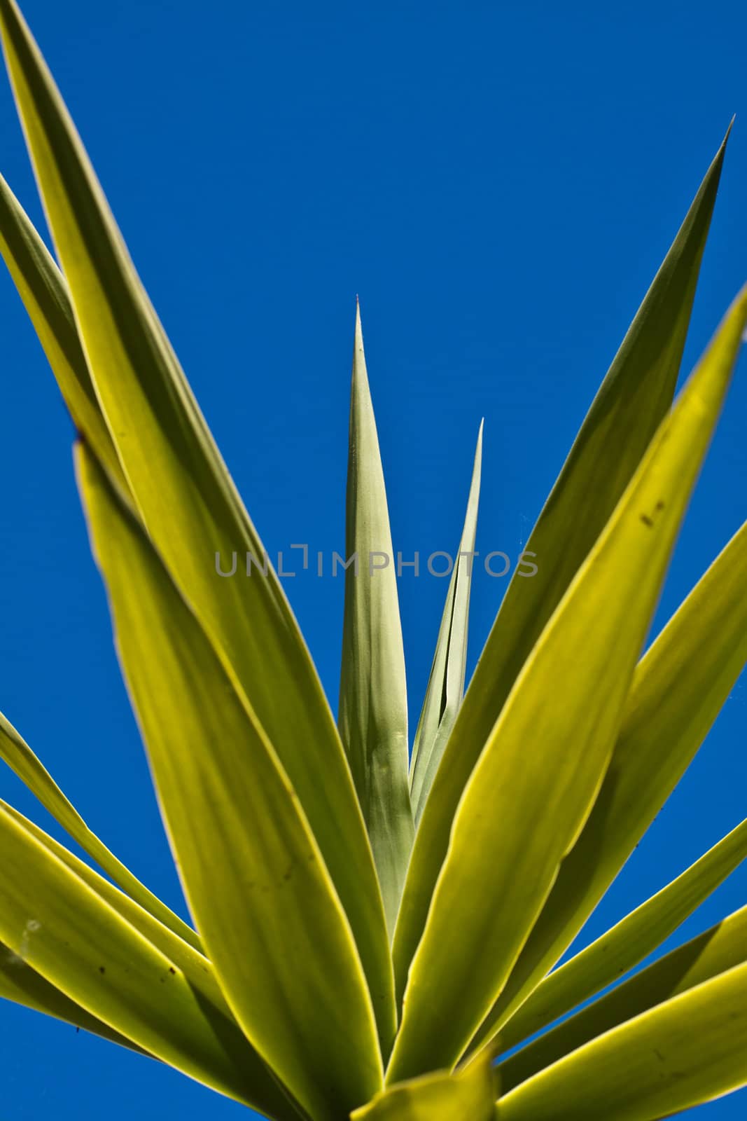 Palm leaves against a blue sky close-up-bottom
