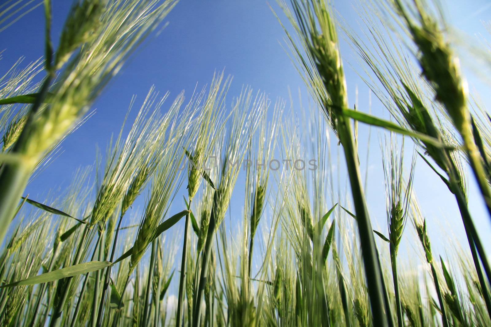 wheat field from frog perspective from below, photographed against a blue sky
