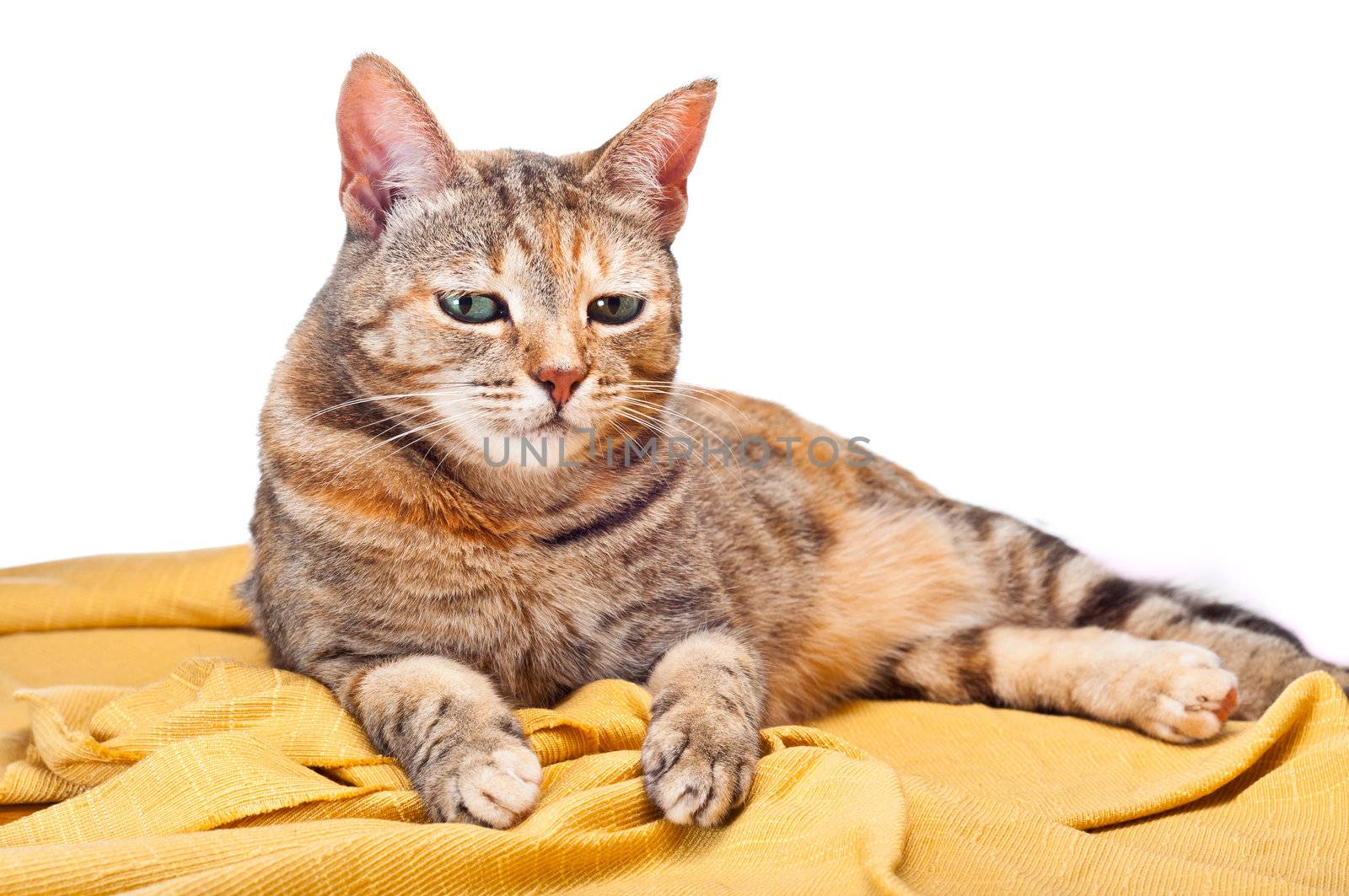 Beautiful young cat relaxing on golden fabric