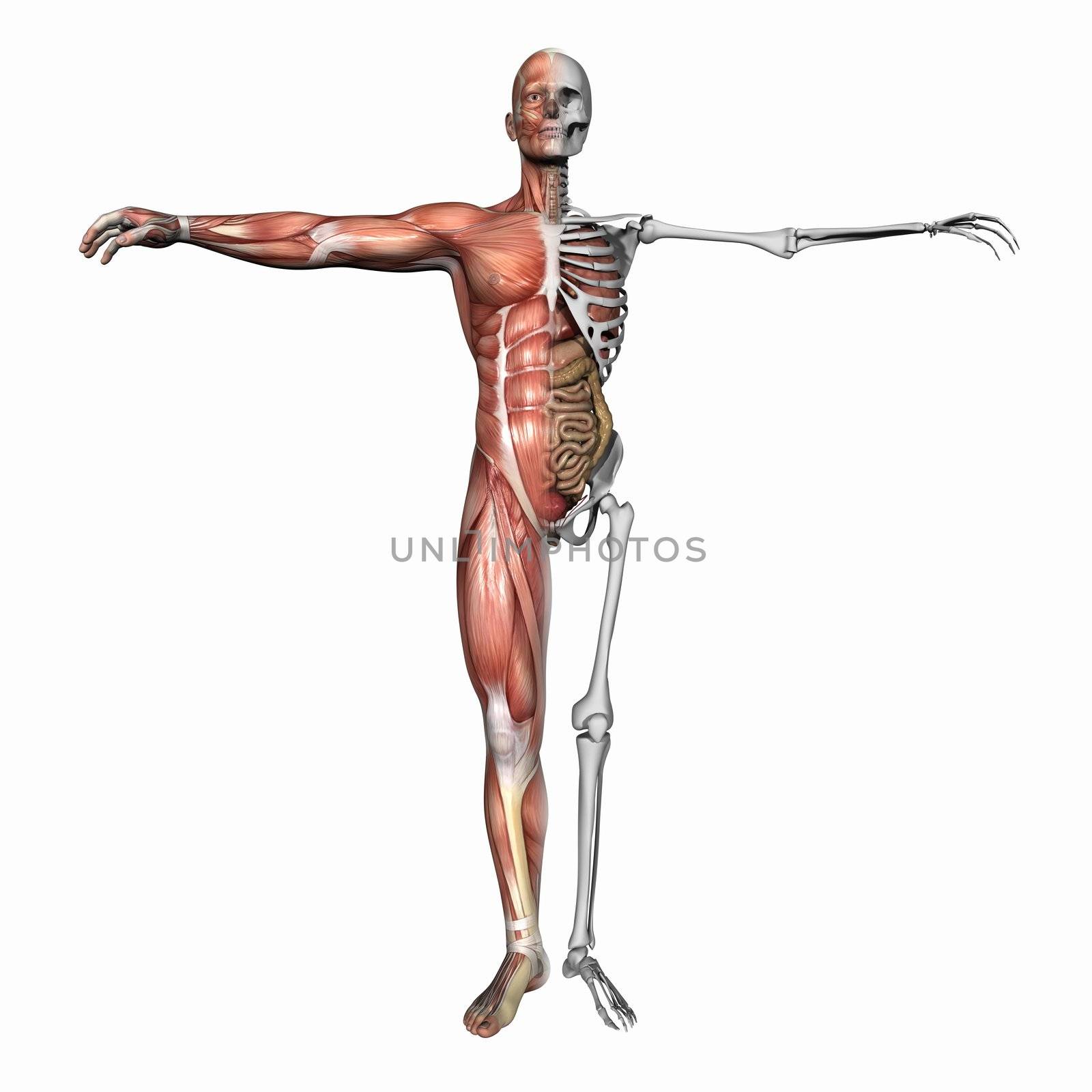 High resolution 3D illustration of a human skeleton. Isolated on white background