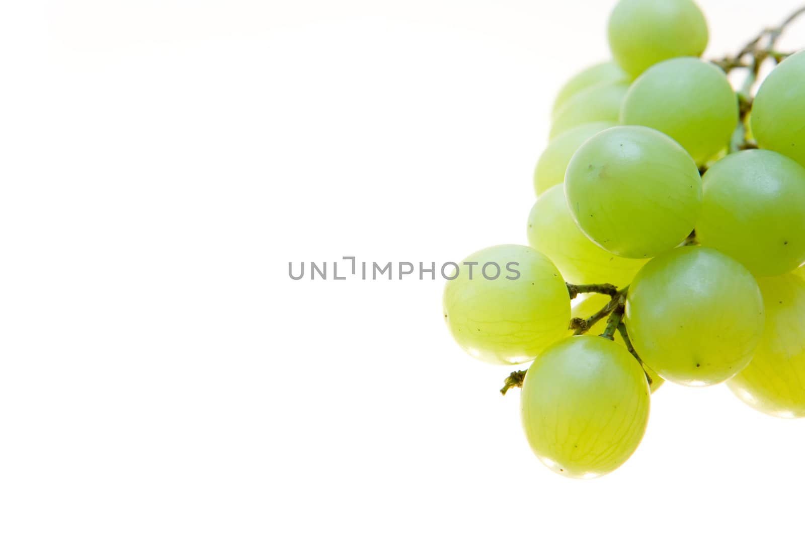 Cluster of green grapes