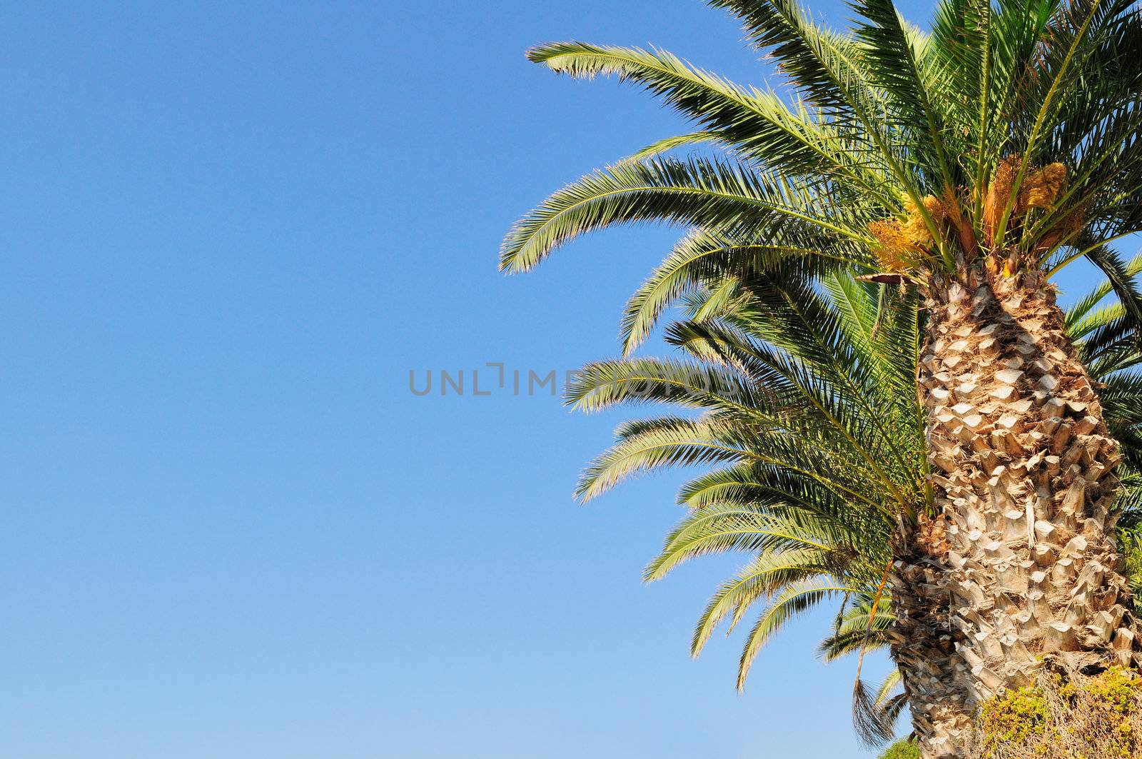 Date palm branches against the blue sky