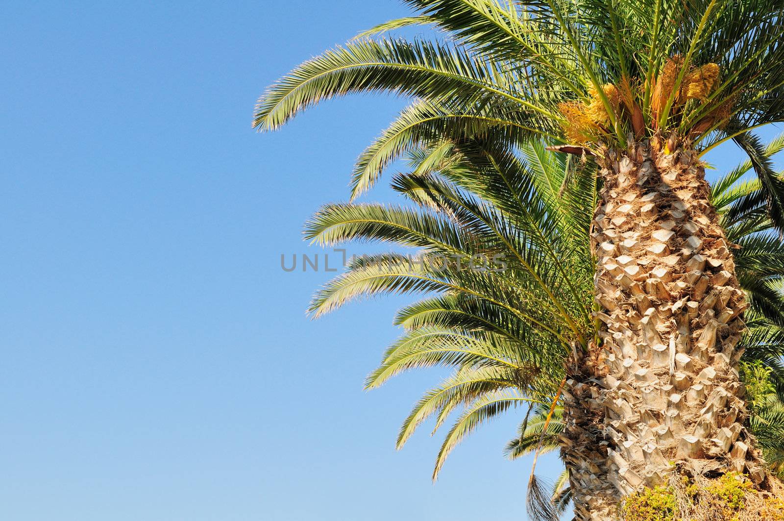 Date palm branches against the blue sky