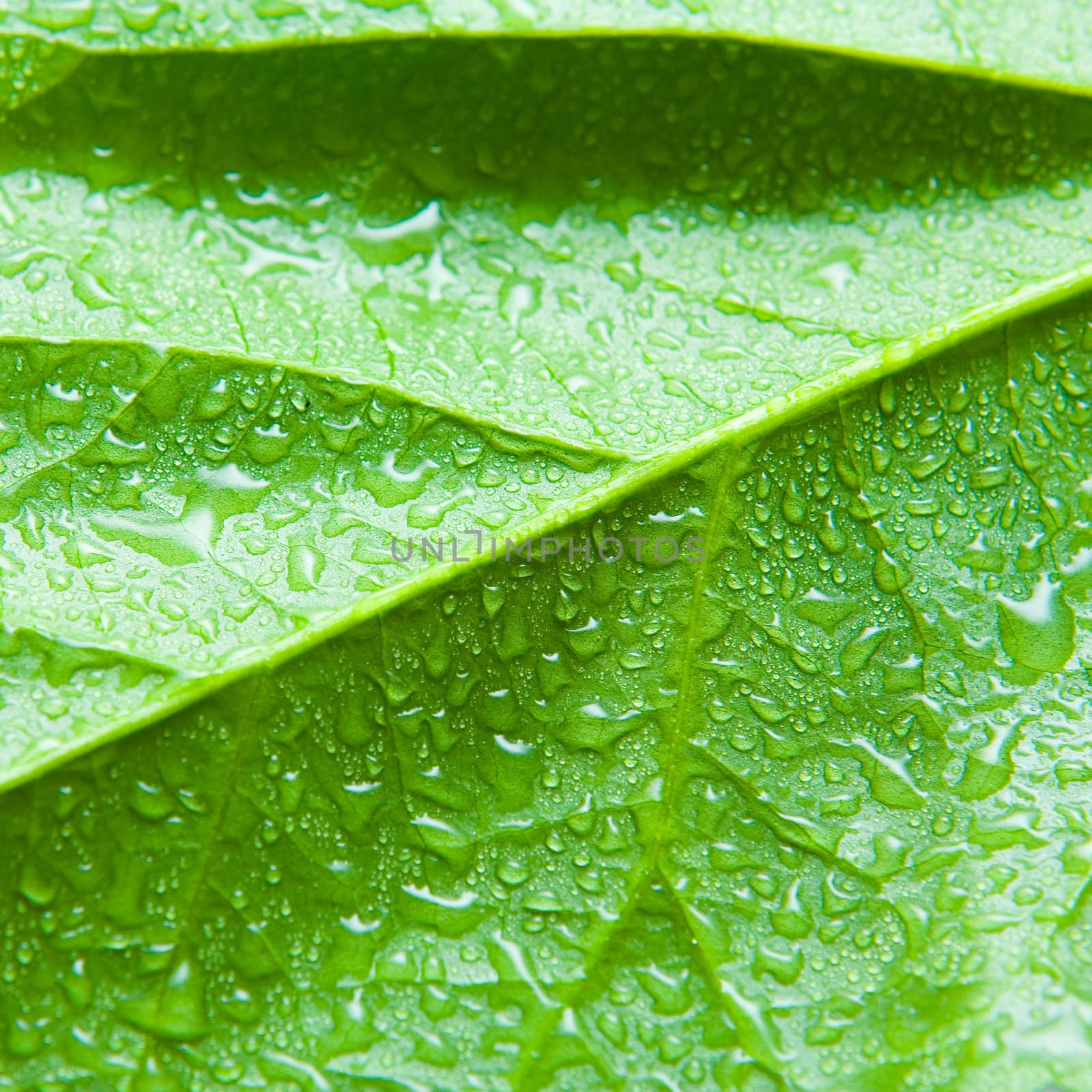 Wet Leaf by Luminis