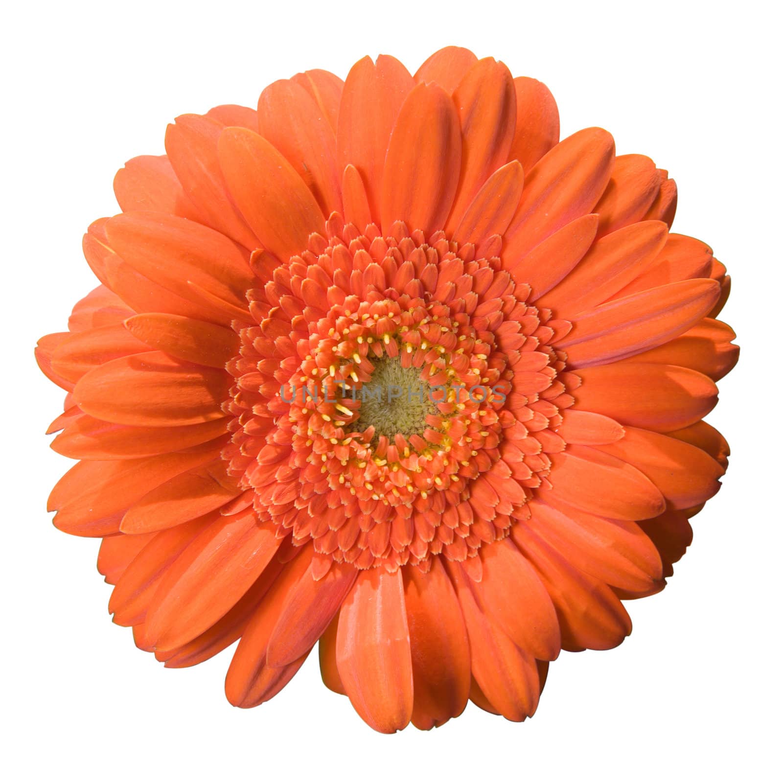 Gerbera bloom isolated on a white background