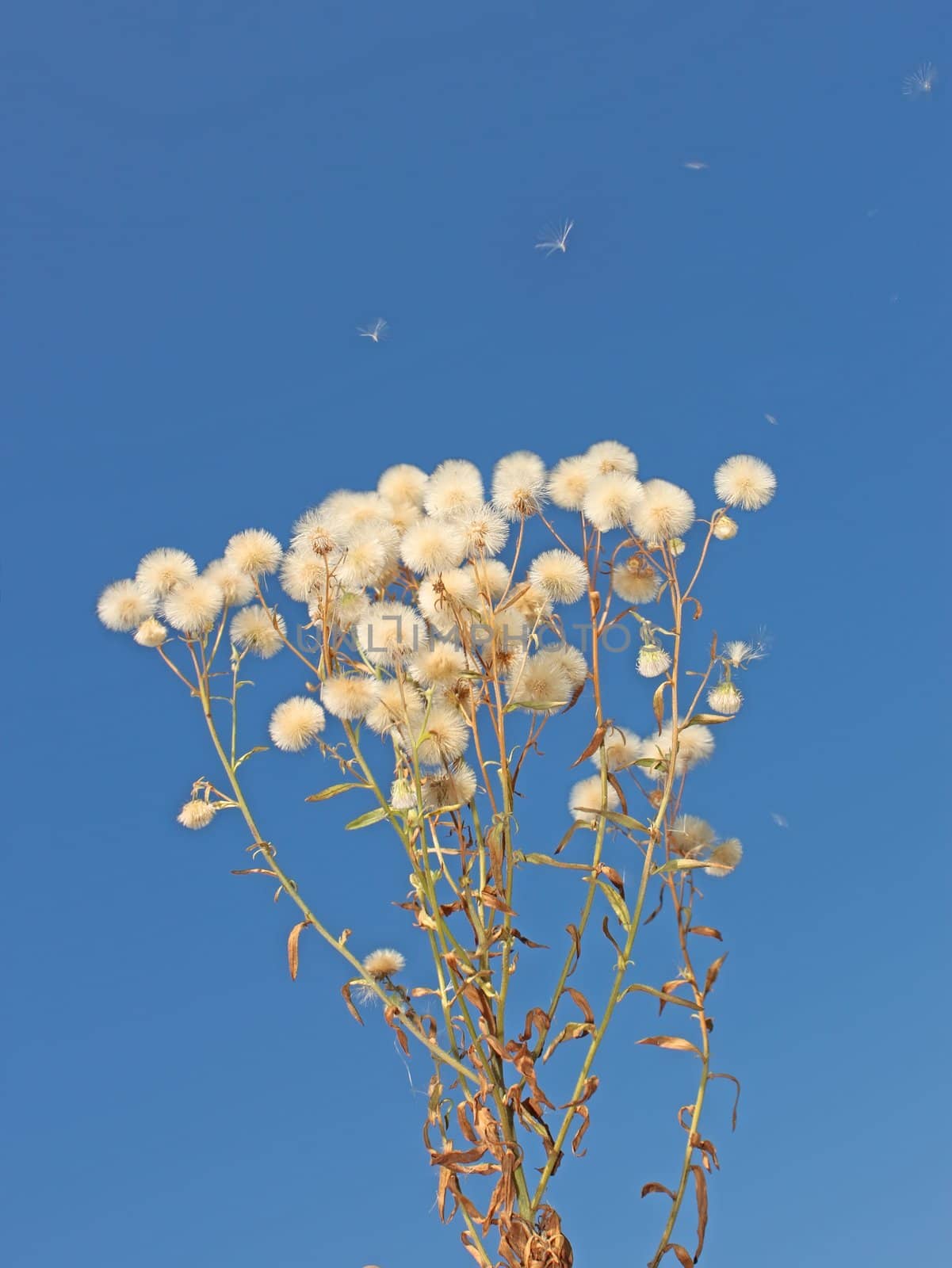 Plant on a background of blue sky