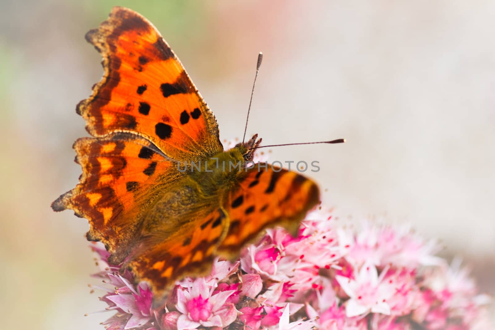 Orange Comma butterfly getting nectar from sedum flowers in autumn