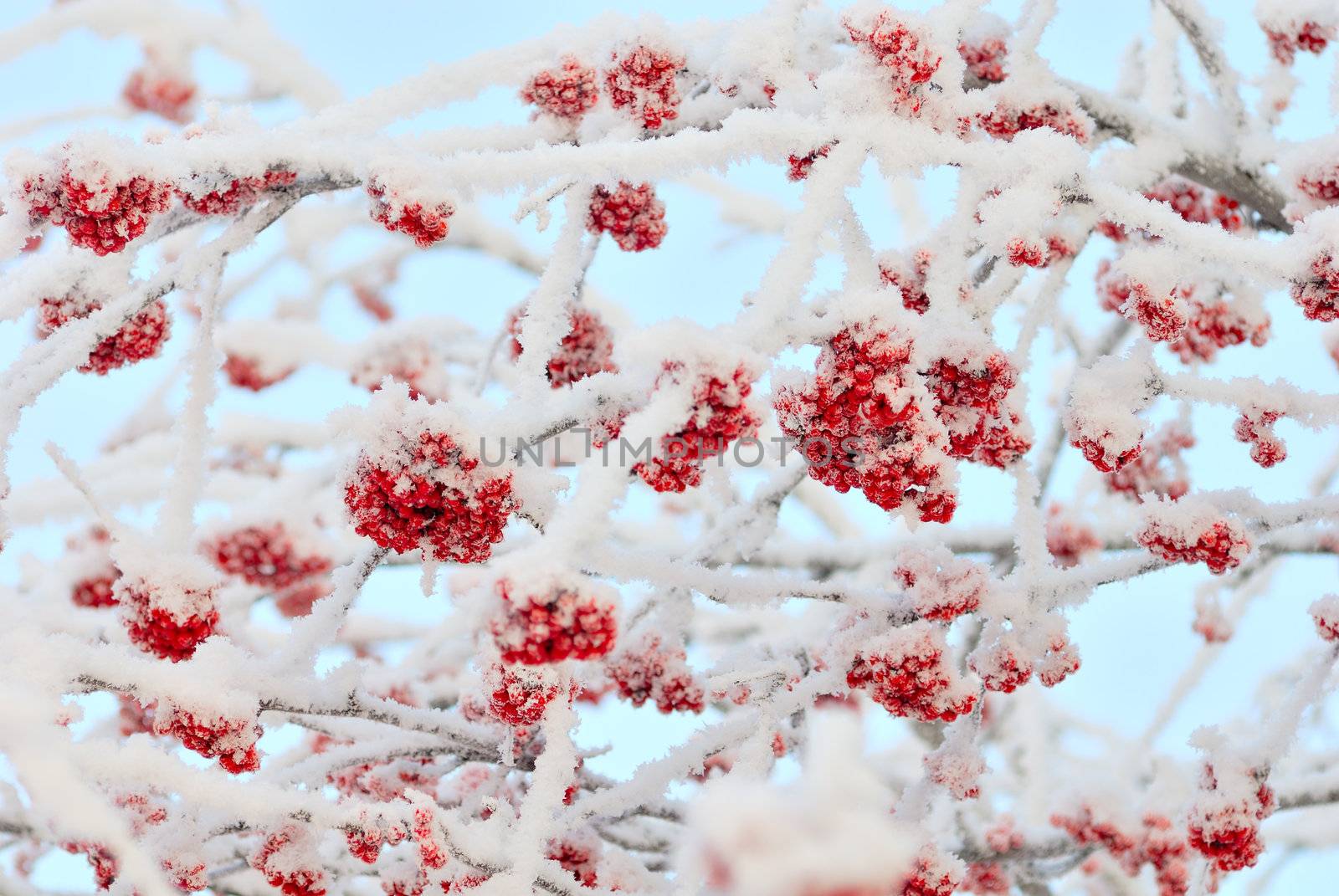 The branches of ashberry under snow like sweeties  by makspogonii