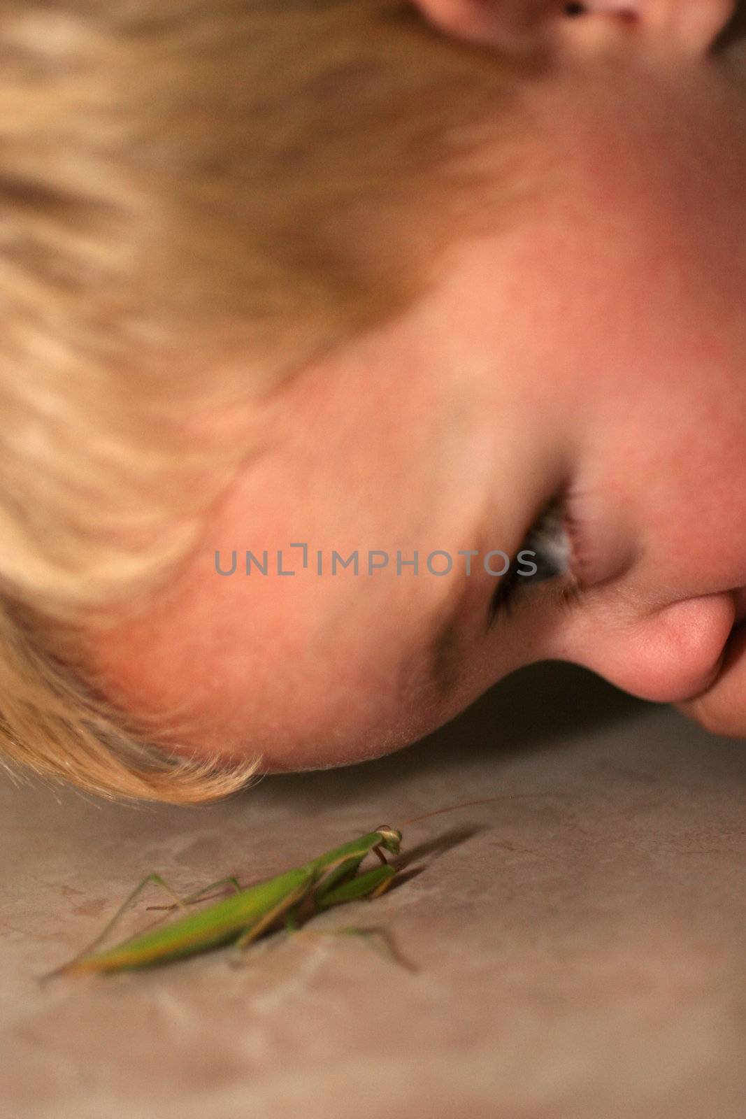 Little boy looking close up to a preying mantis