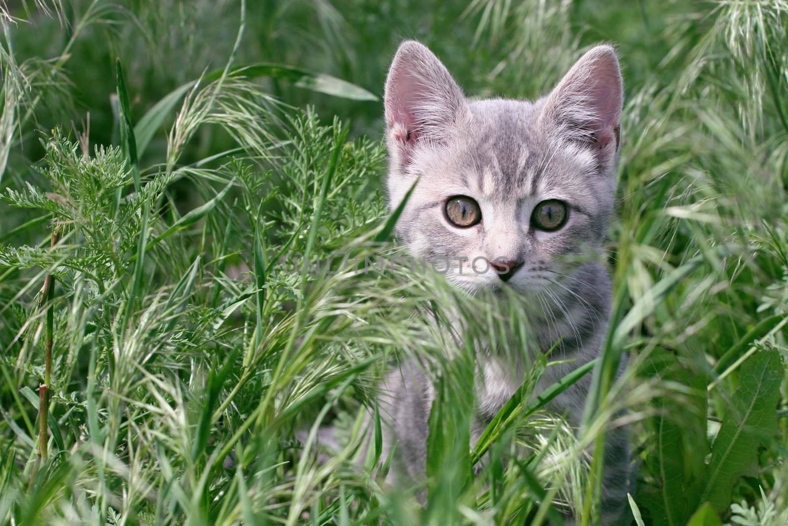 Grey tabby kitten stalking prey in the grass
