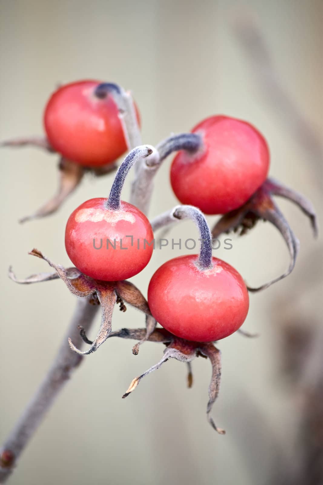 Rosehip berries on  light background. Image with shallow depth of field.