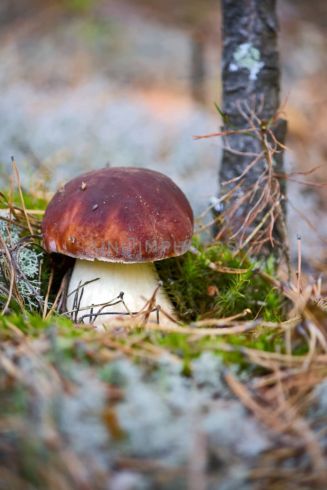 Mushroom in  woods. Image with shallow depth of field.