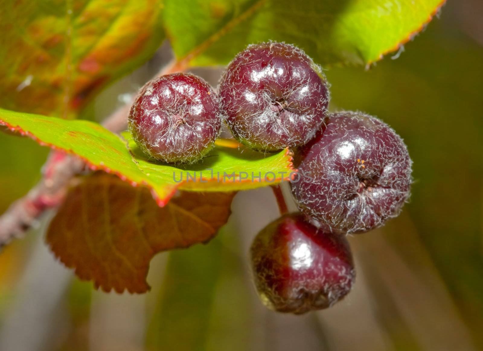 Black chokeberry (Aronia melanocarpa) against the background of red foliage